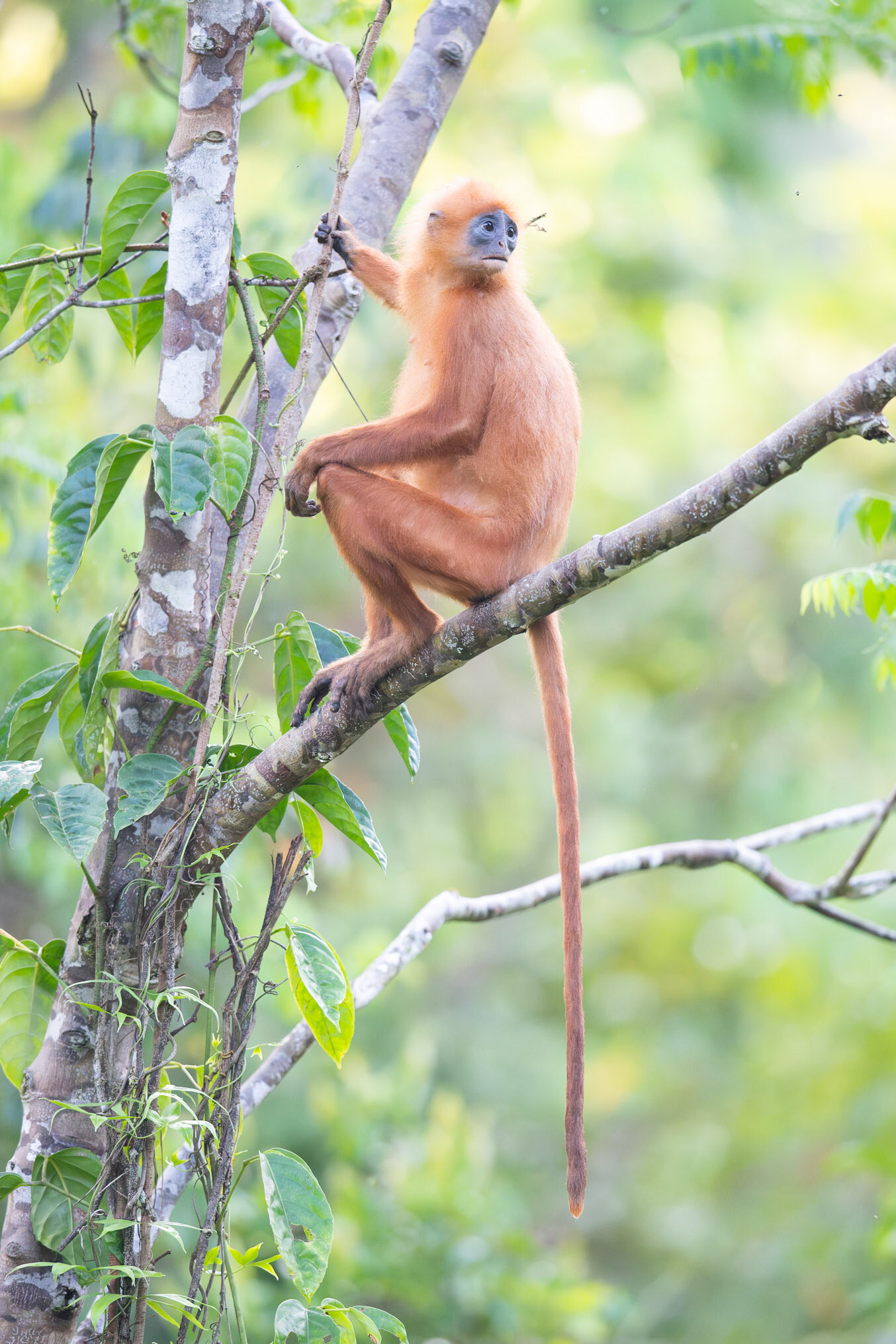 Red Leaf Monkey