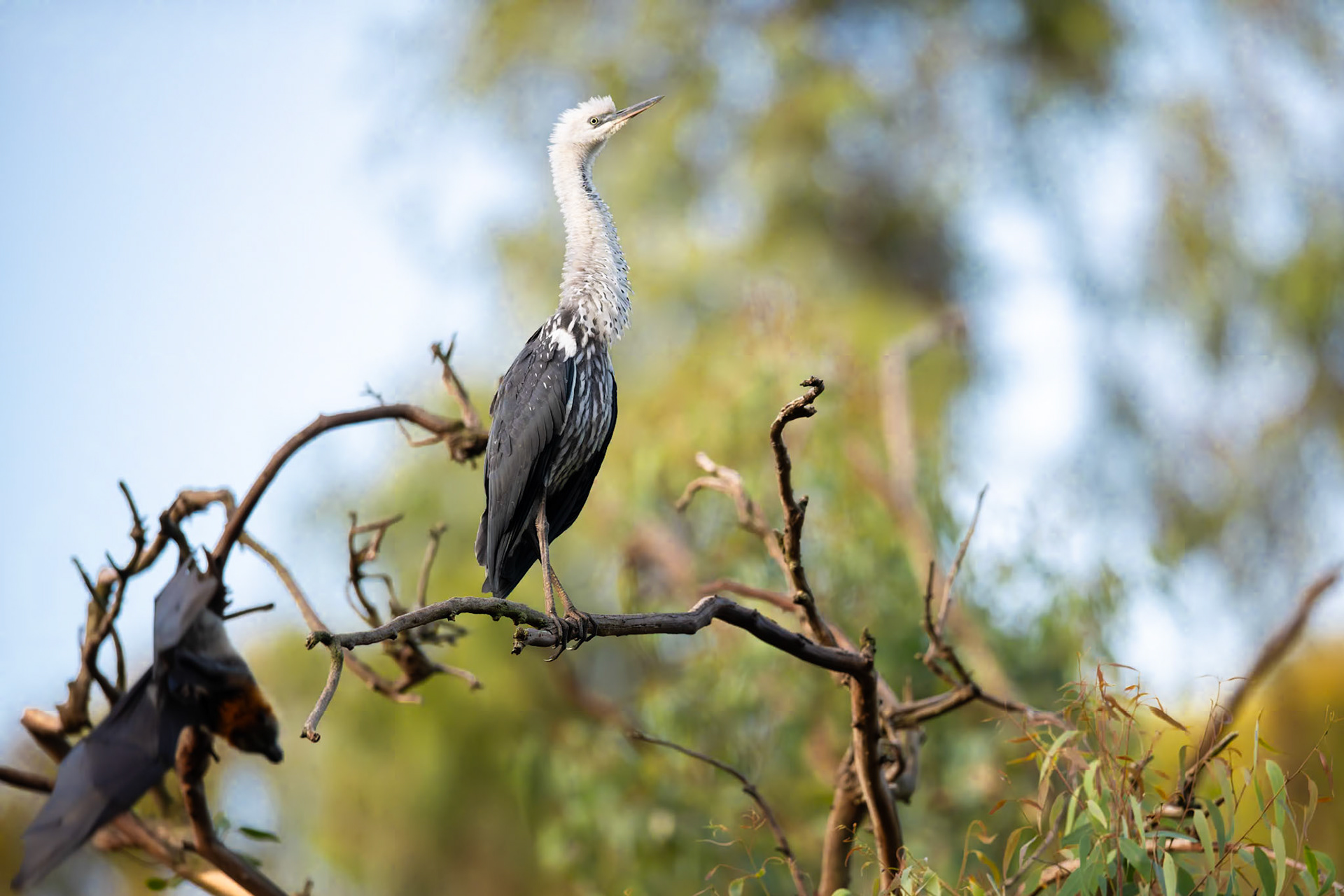 White-necked Heron