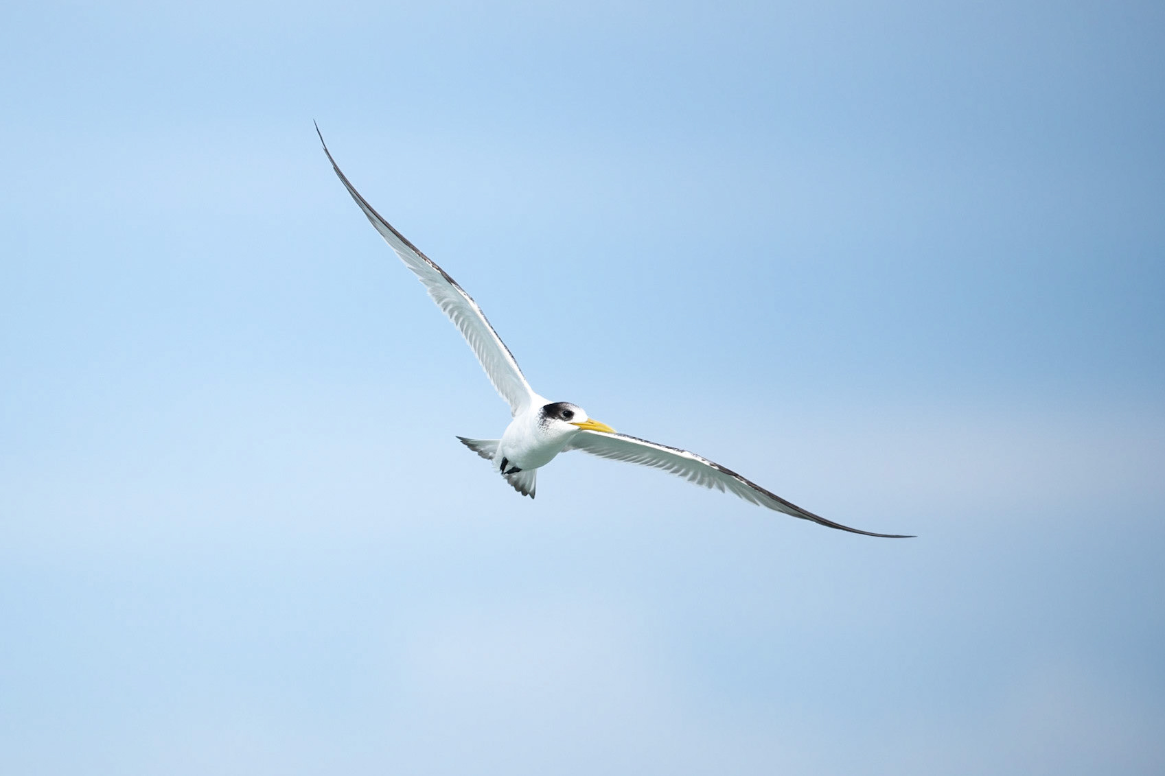 Crested Tern