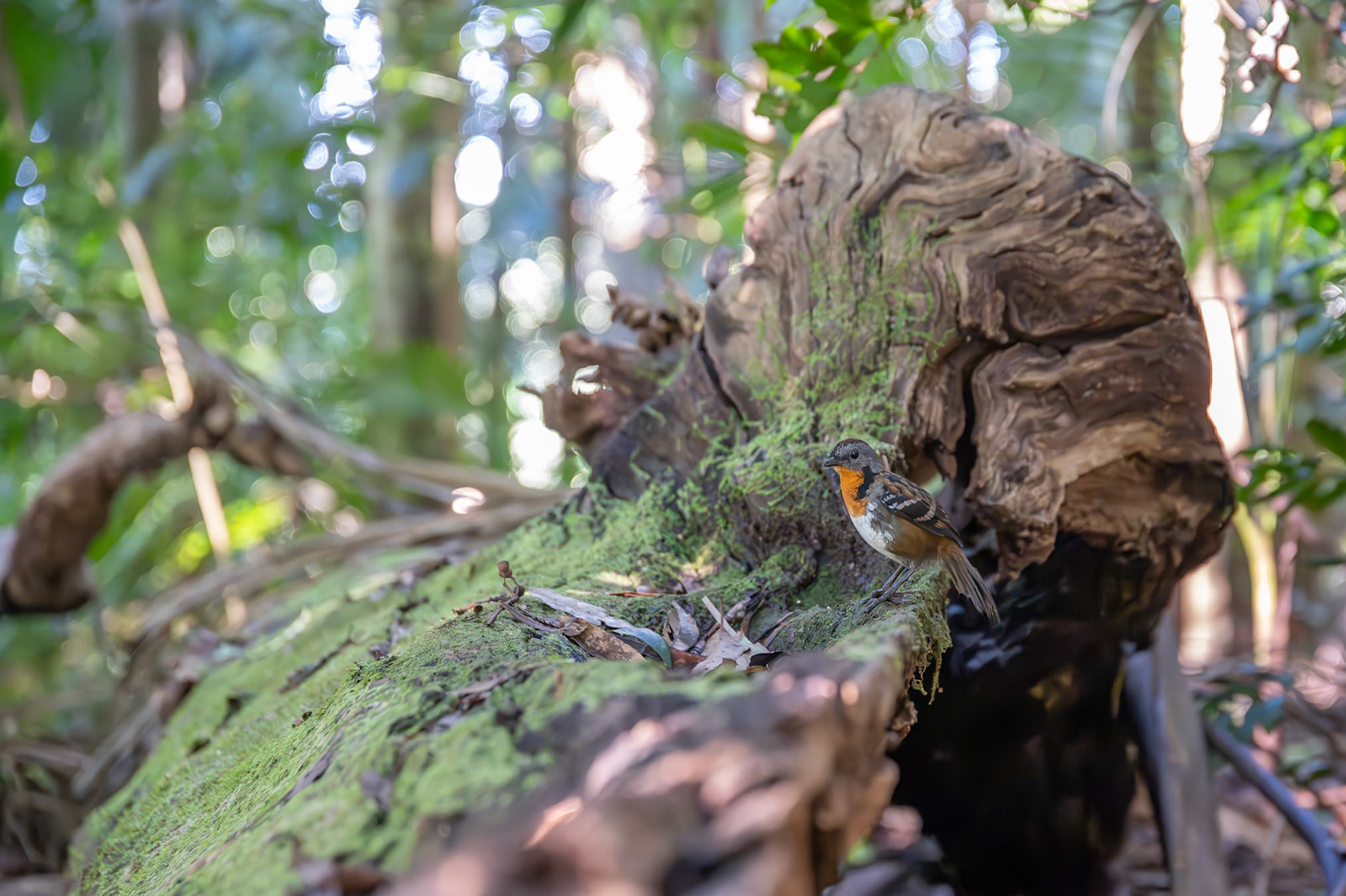 Australian Logrunner