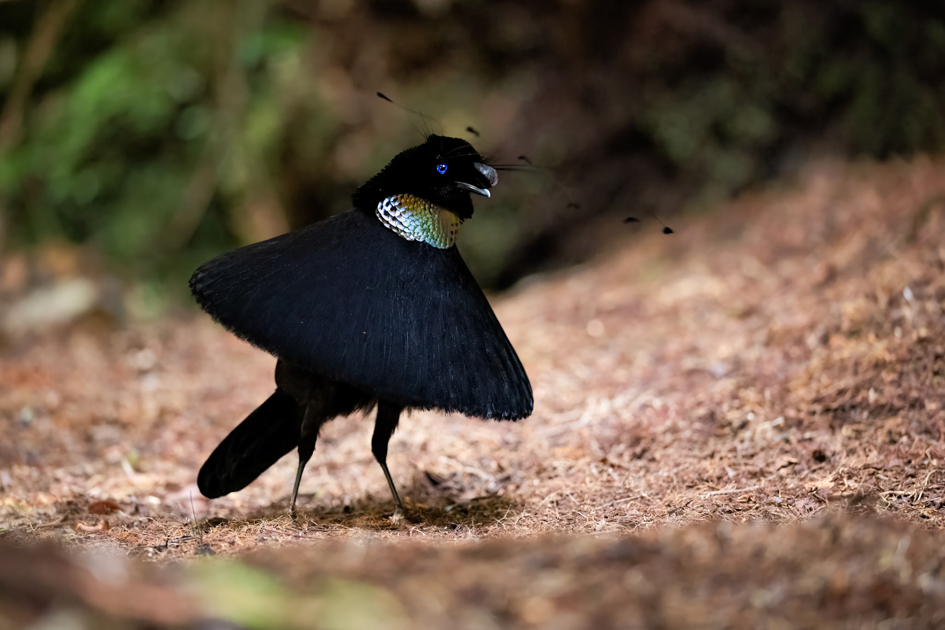 Western Parotia