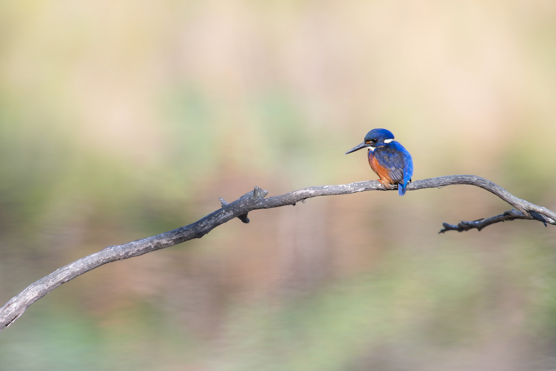 Azure Kingfisher