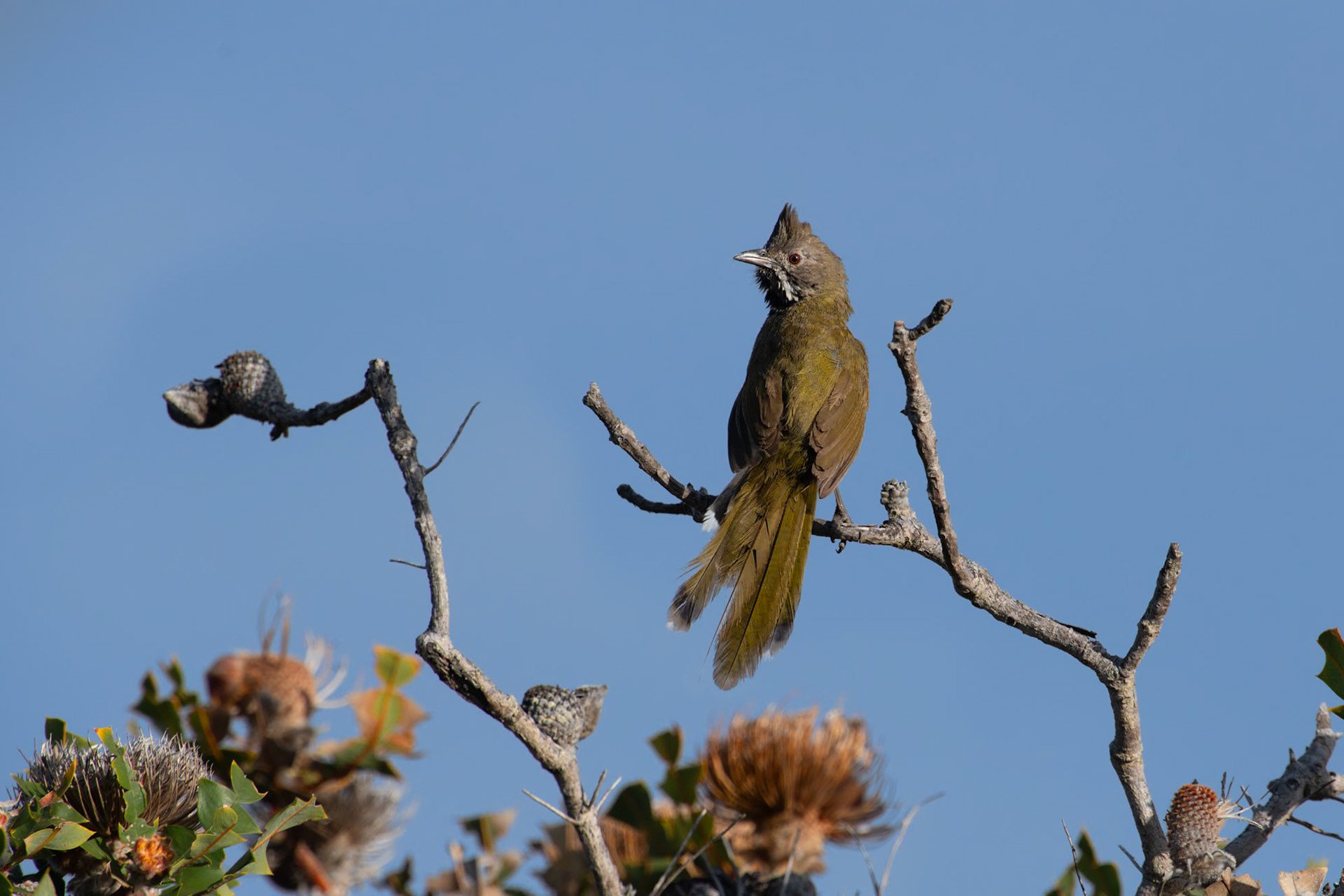 Western Whipbird