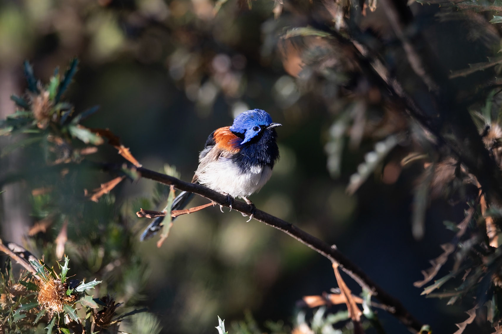 Blue-breasted Fairywren