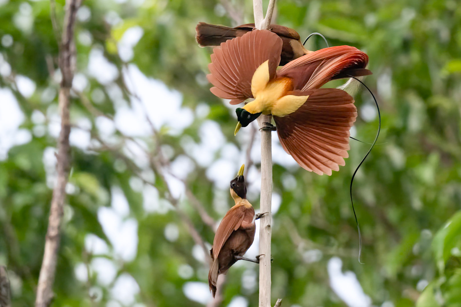 Red Bird-of-paradise