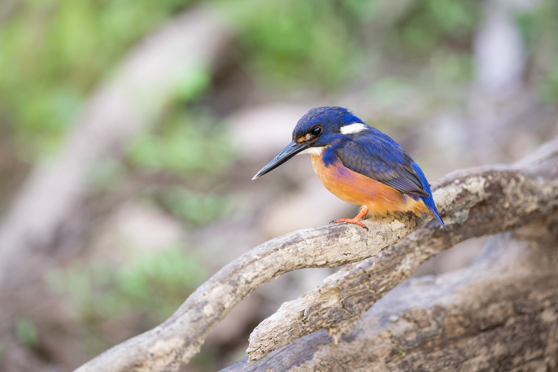 Azure Kingfisher