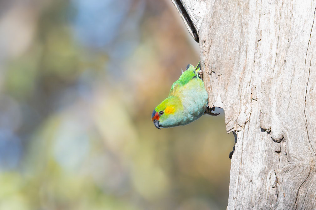 Purple-crowned Lorikeet