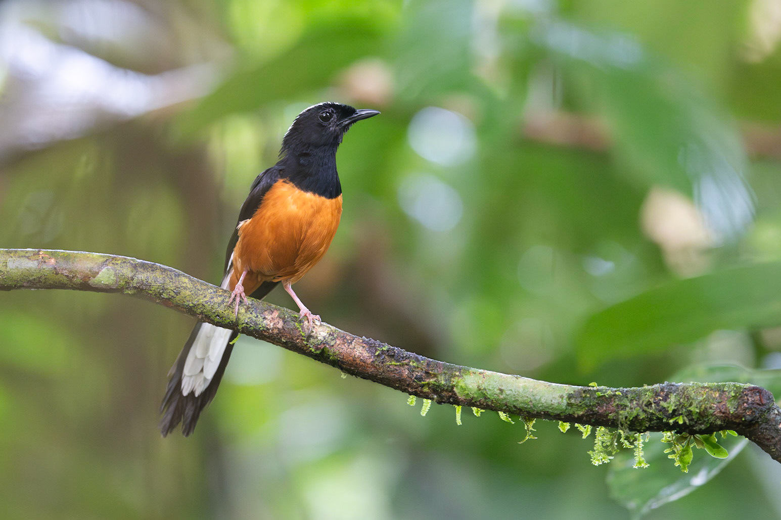 White-crowned Shama