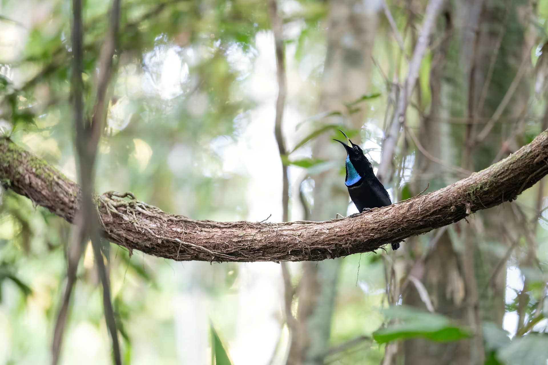 Magnificent Riflebird