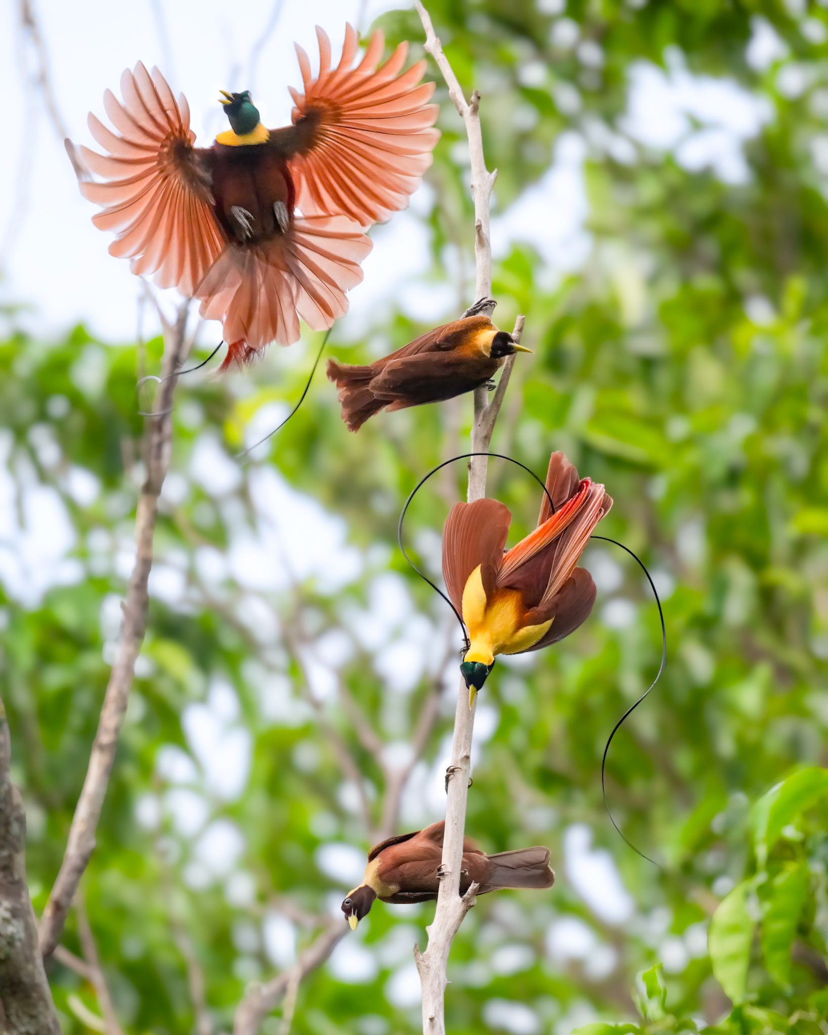 Red Bird-of-paradise