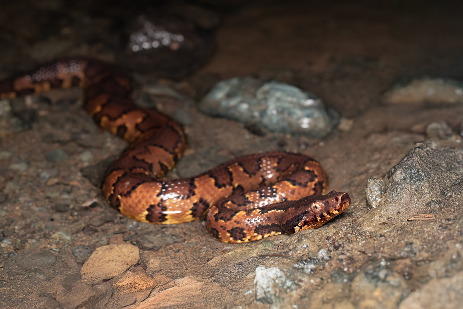 Papuan Ground Boa