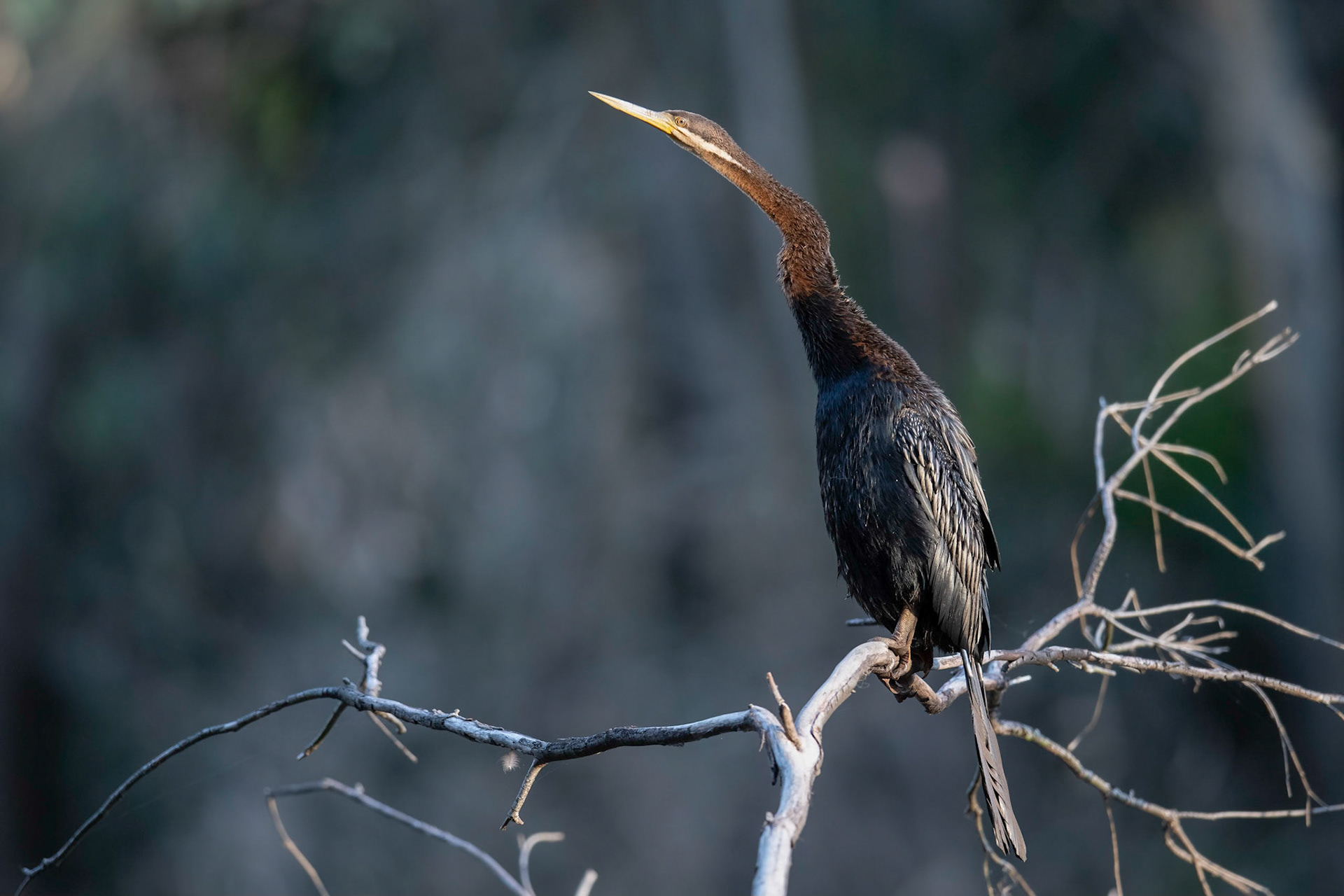 Australasian Darter