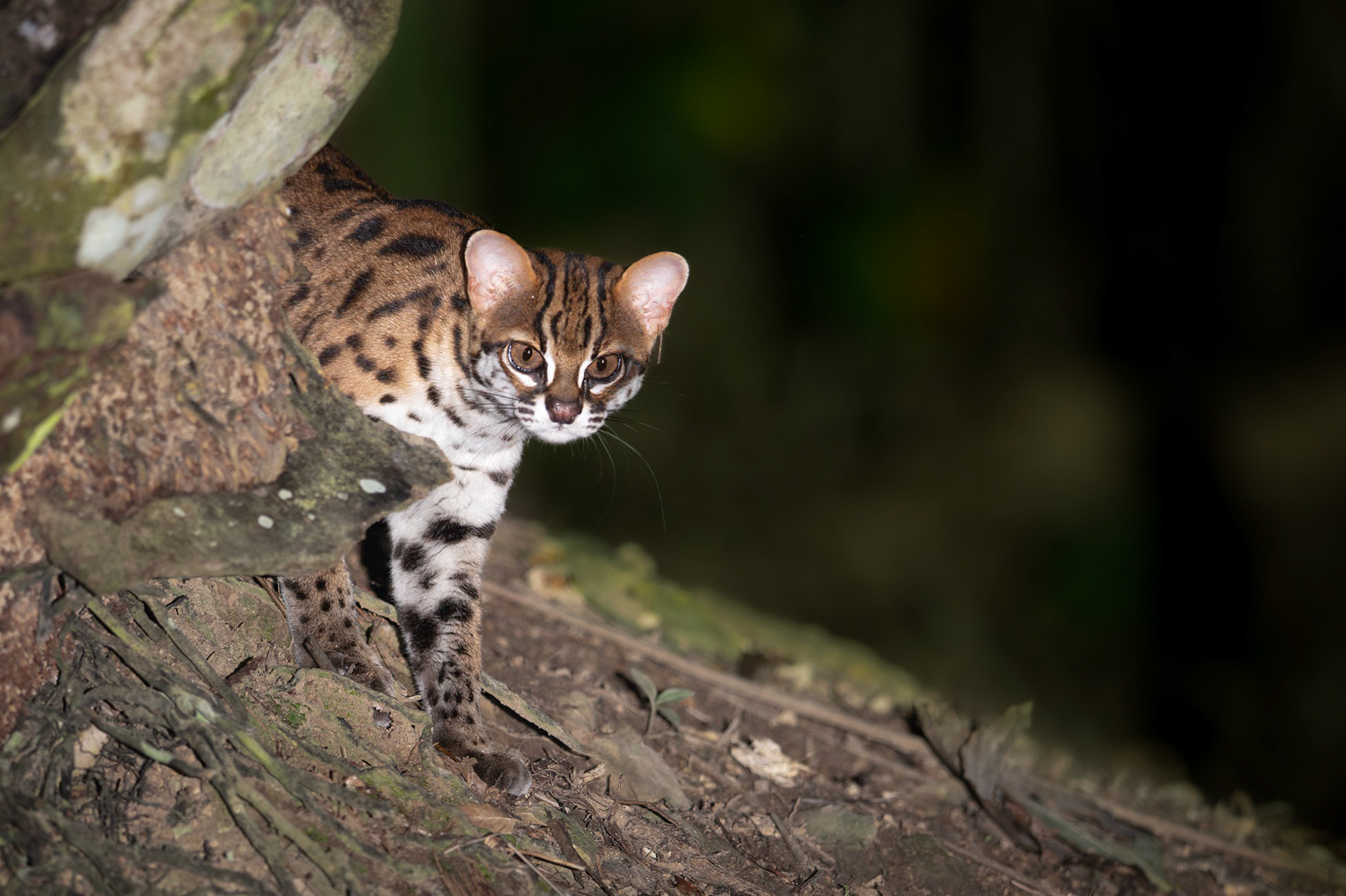 Leopard Cat