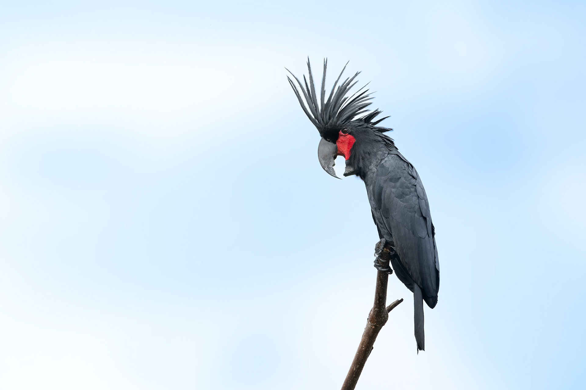 Palm Cockatoo