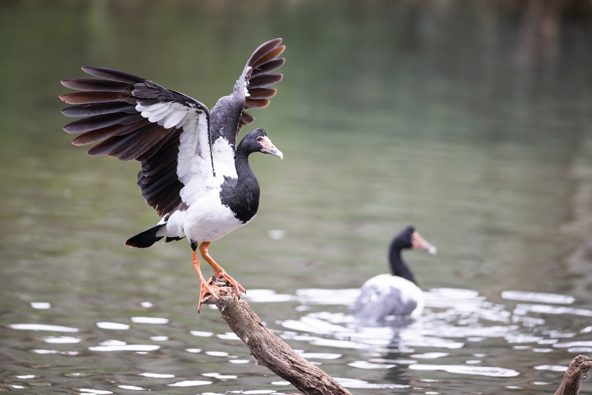 Magpie Goose
