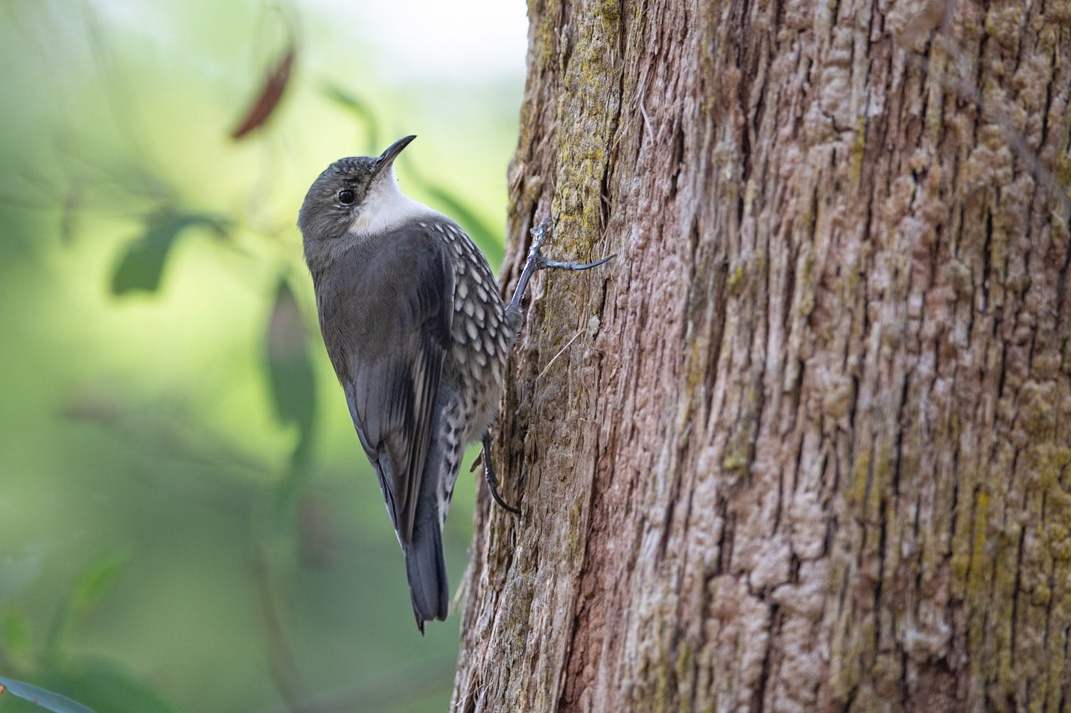 White-throated Treecreeper