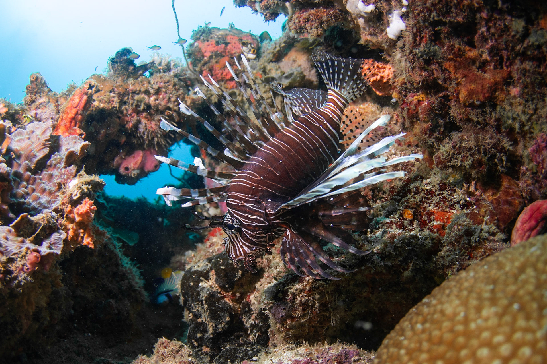 Red Lionfish
