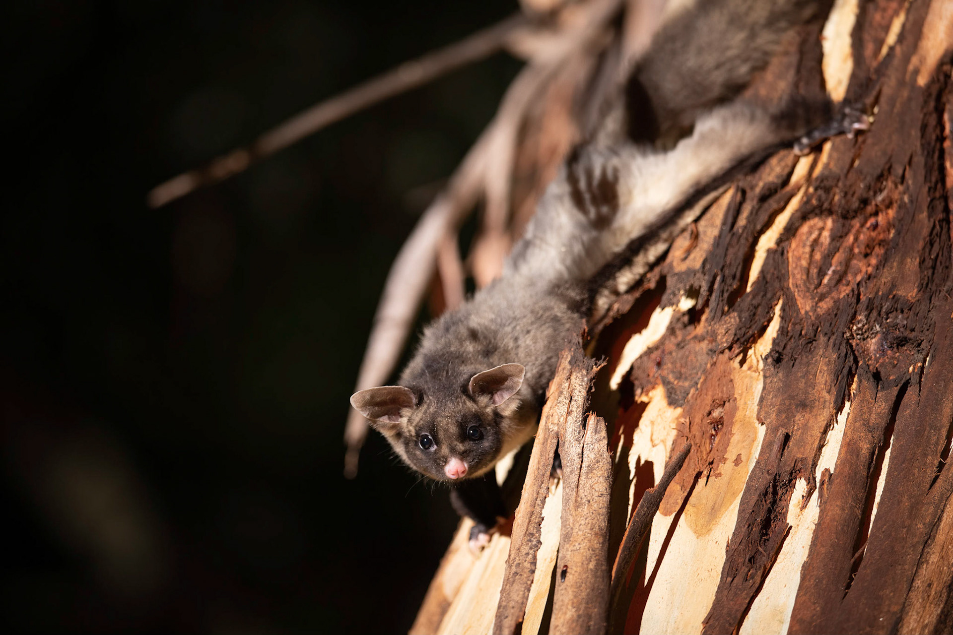 Yellow-bellied Glider on a Manna Gum