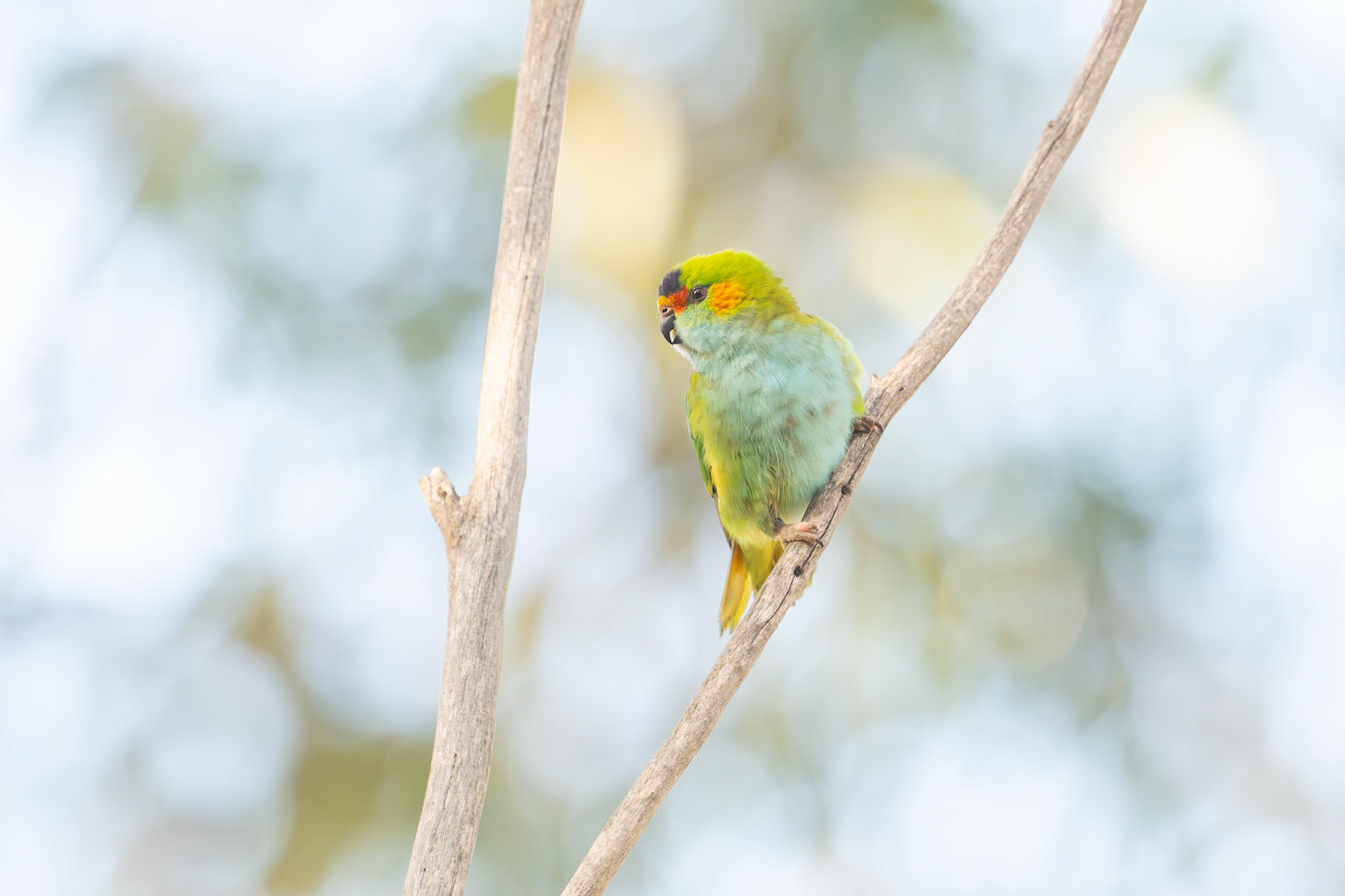 Purple-crowned Lorikeet