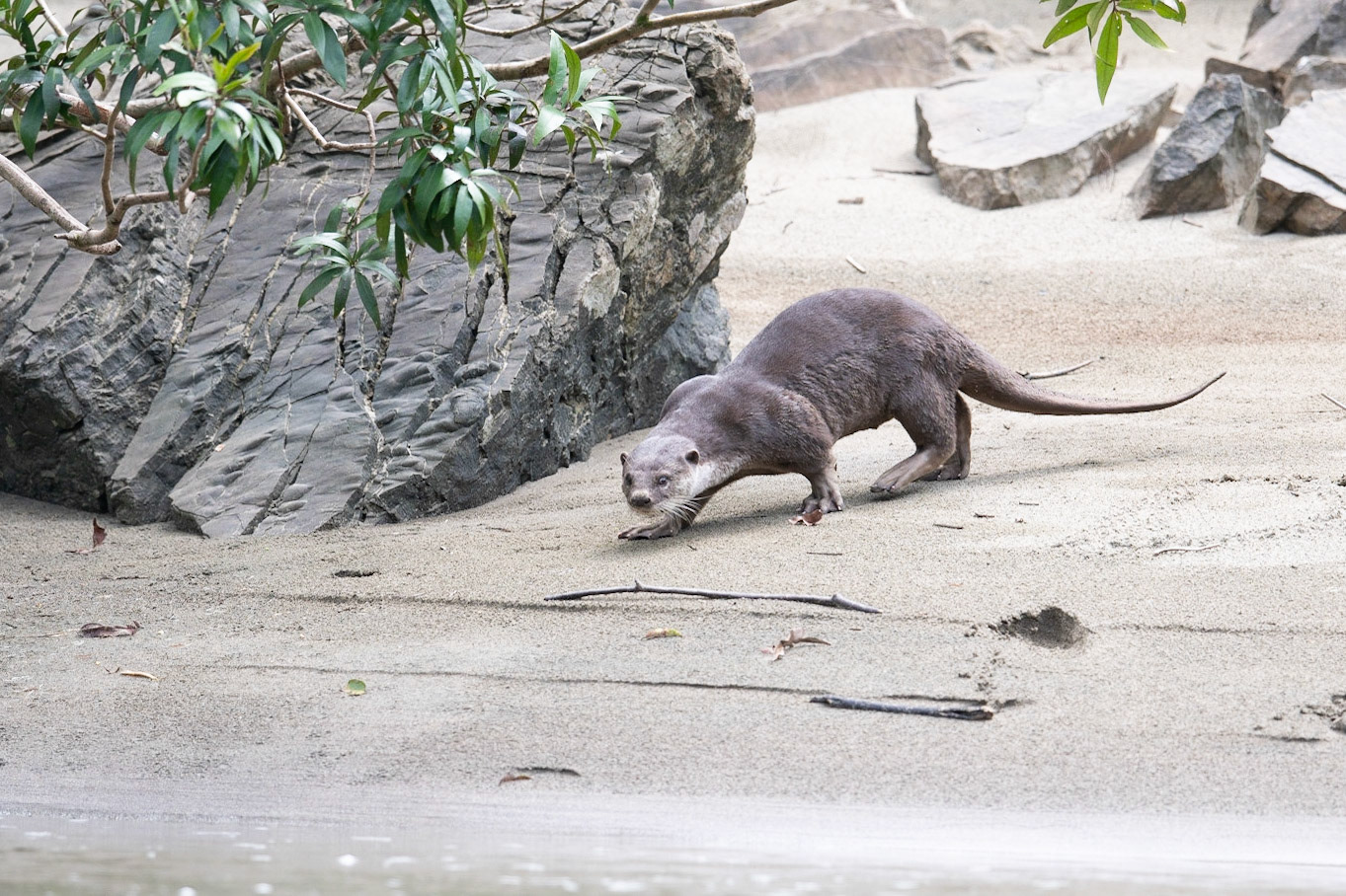 Smooth Otter entering the Segema river