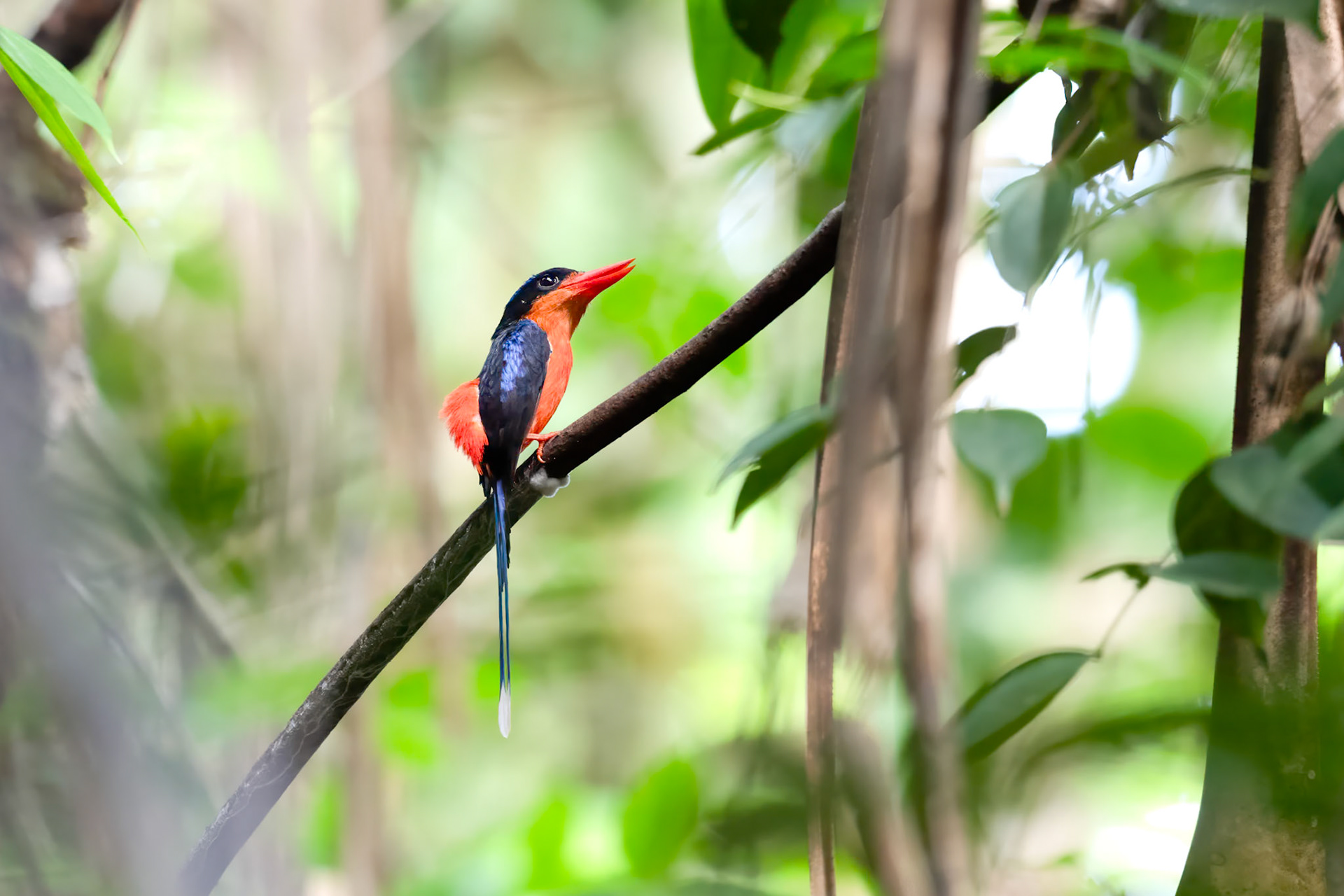 Red-breasted Paradise-Kingfisher