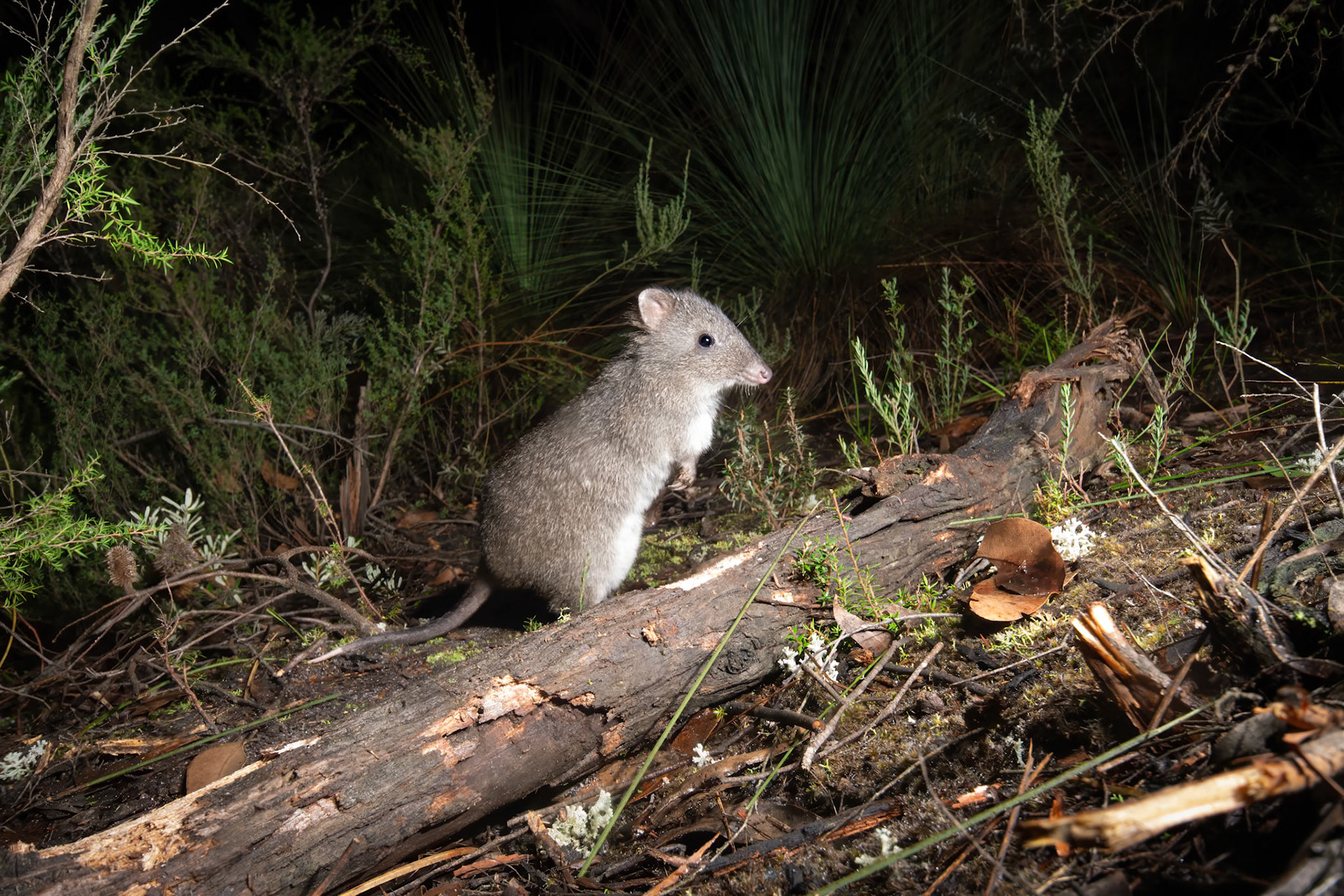 Long-nosed Potoroo