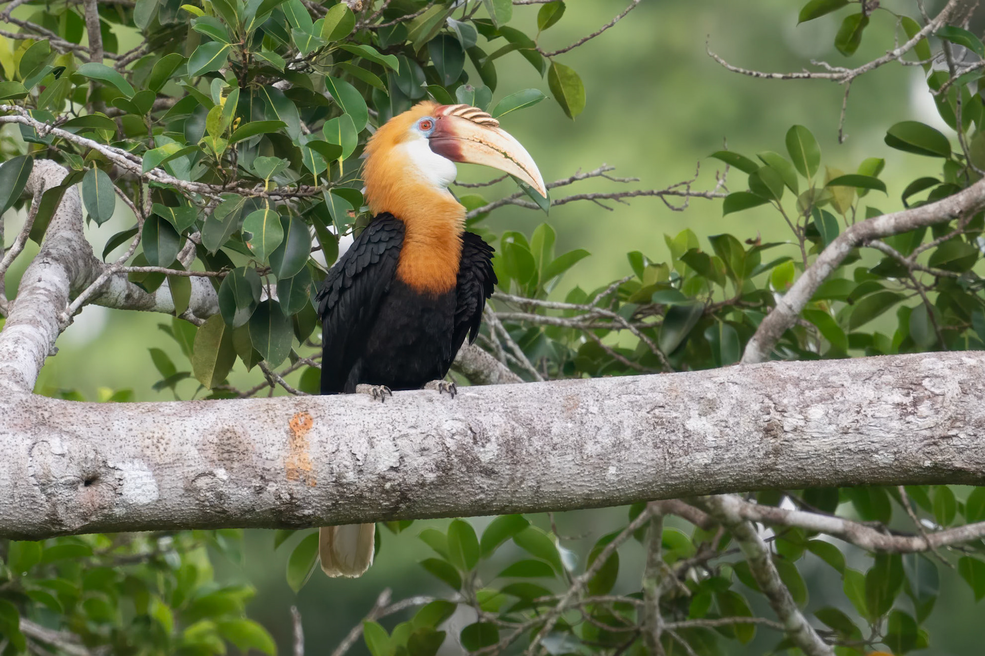 Blyth's Hornbill