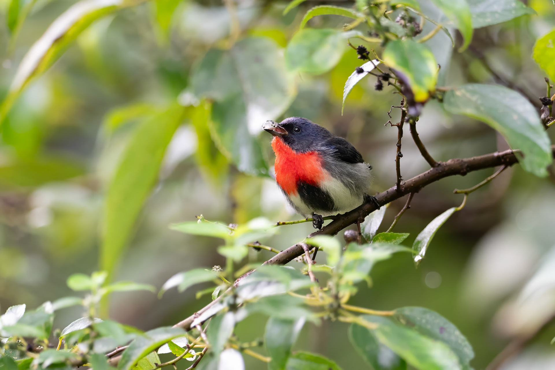 Mistletoebird