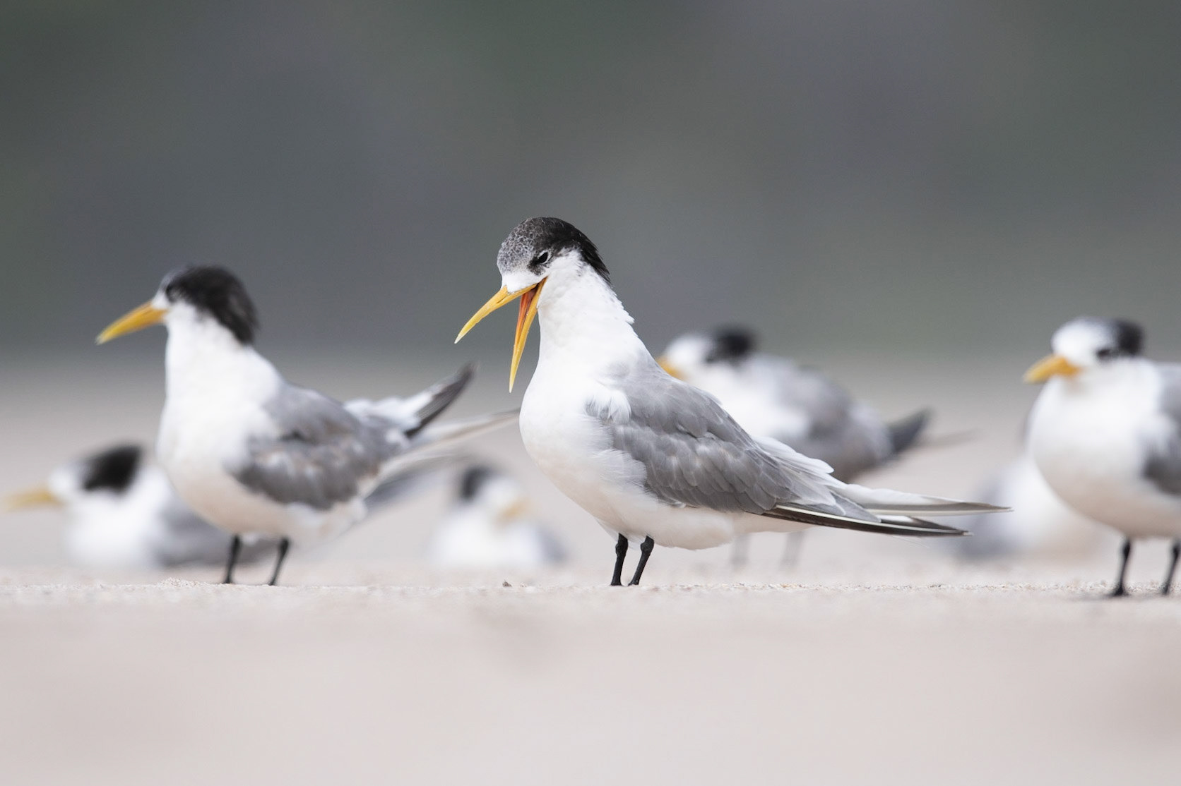 Crested Tern
