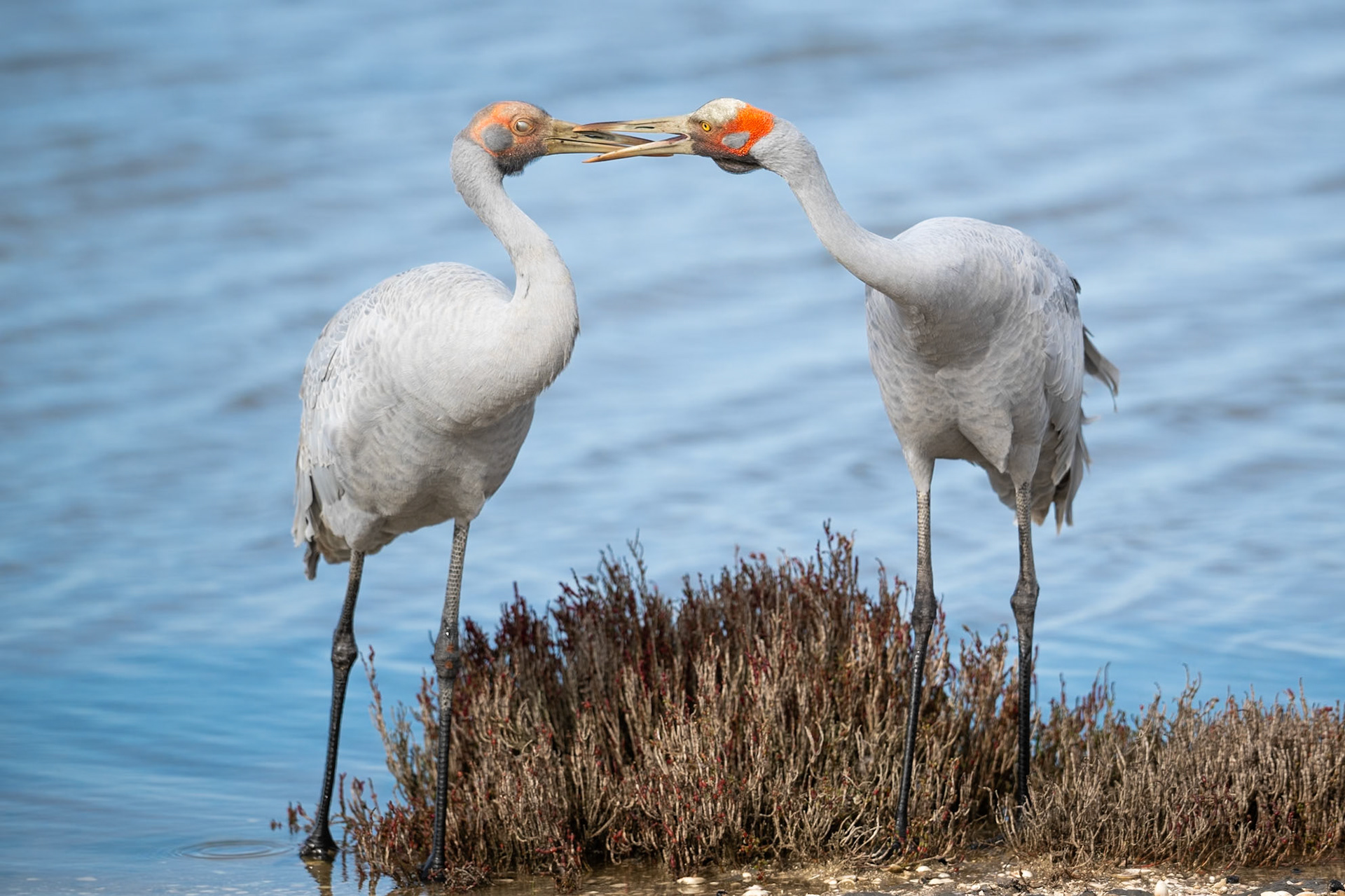 Brolga