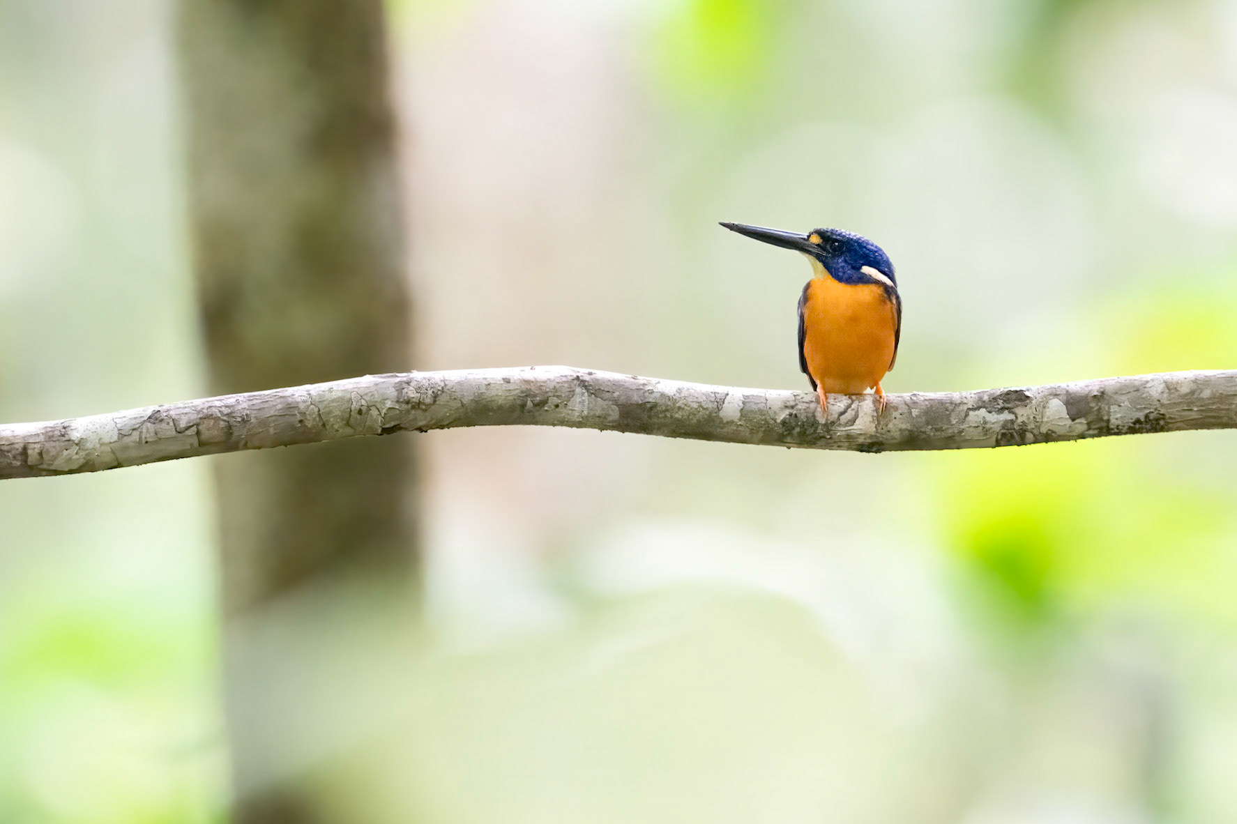 Papuan Dwarf Kingfisher