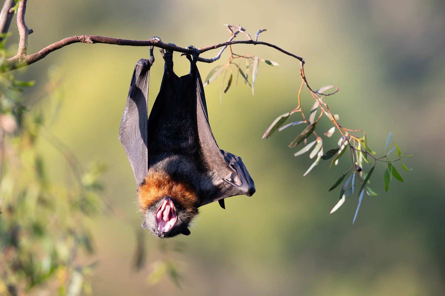 Grey-Headed Flying Fox