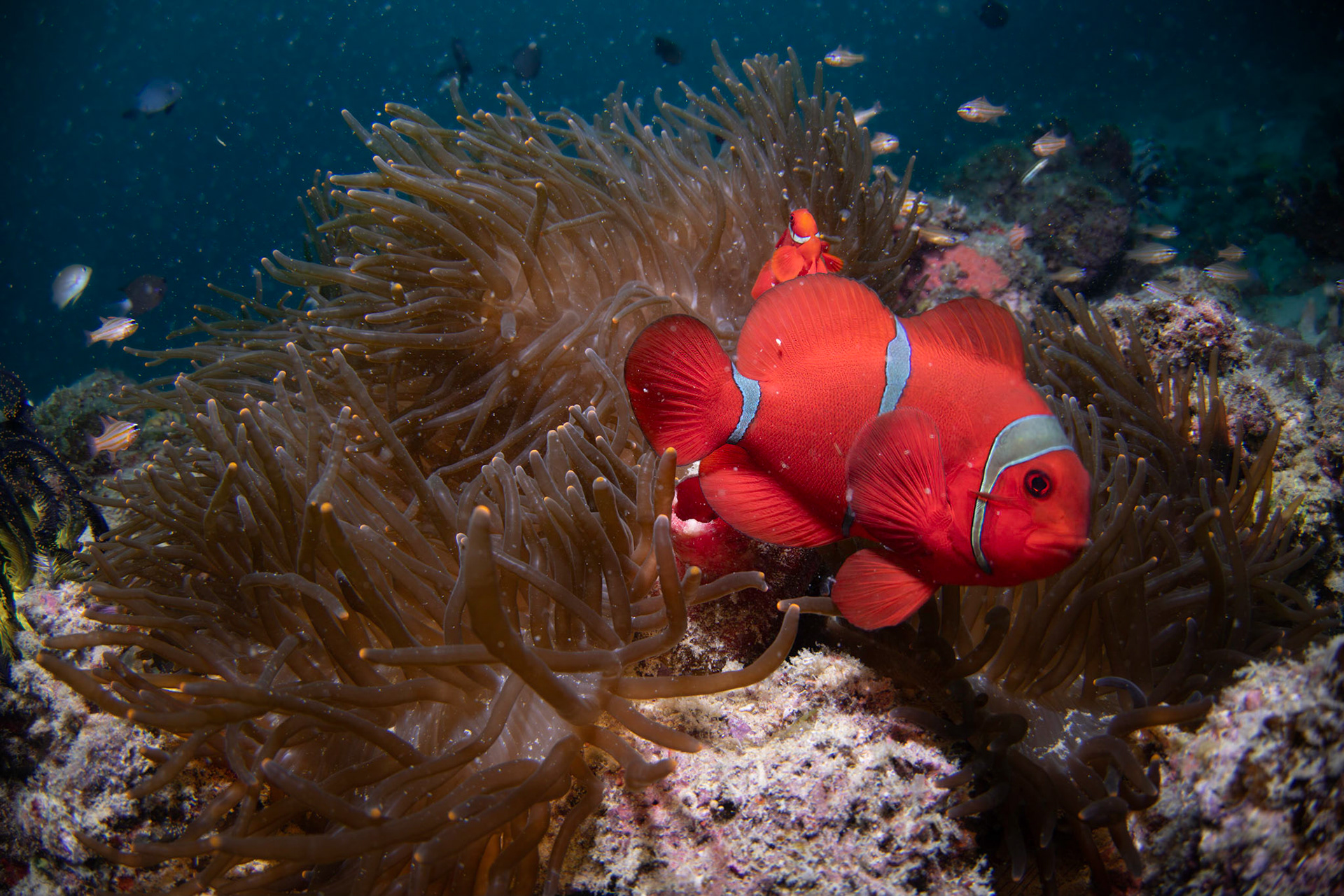Anemonefish protecting their anemone