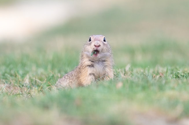 European Ground Squirrel
