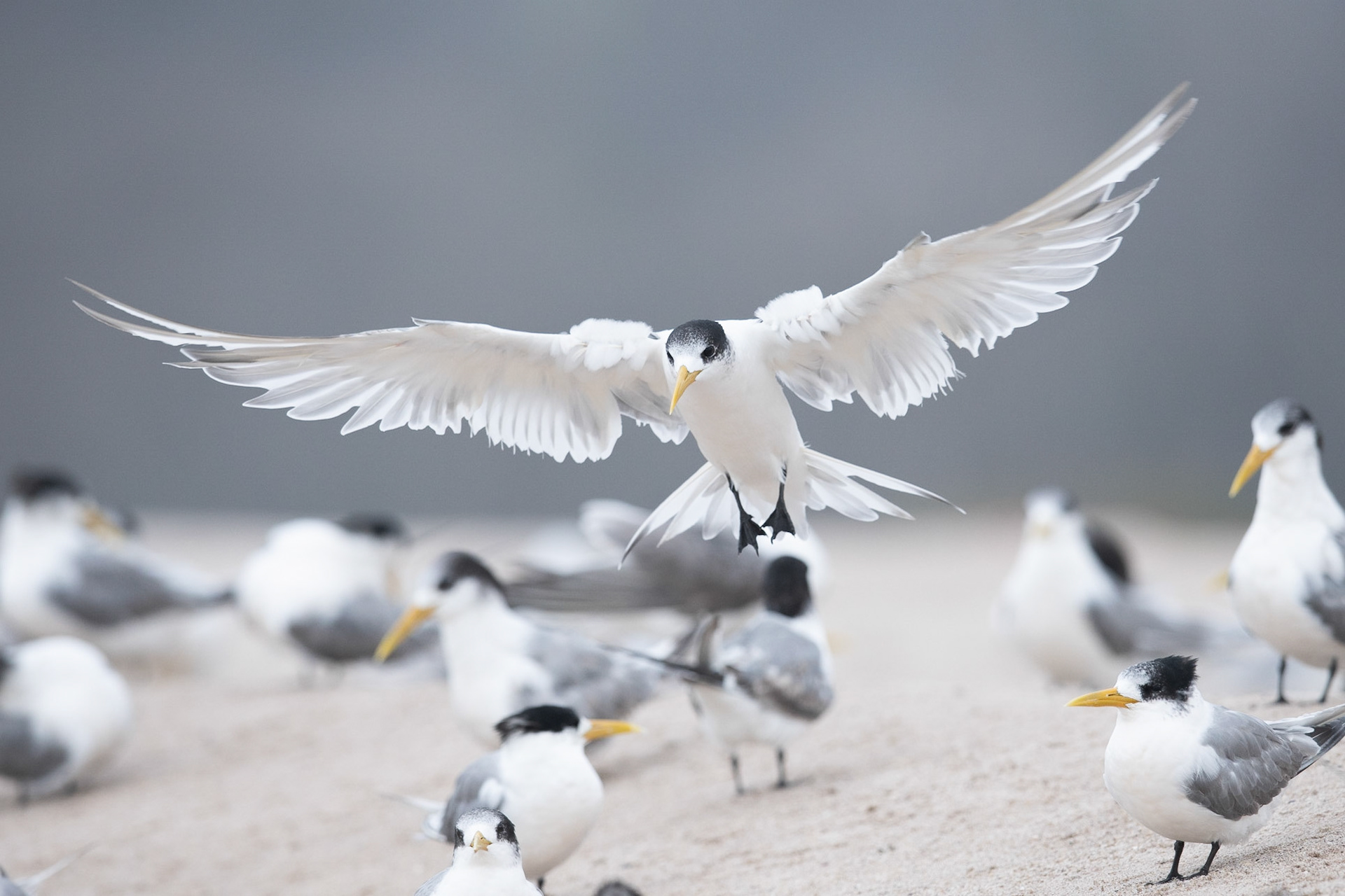 Crested Tern