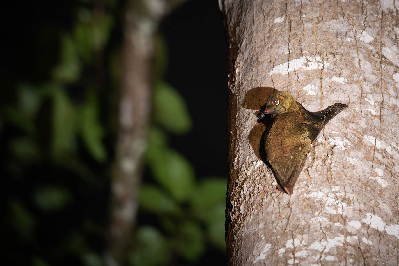 Colugo, a gliding mammal endemic to Borneo