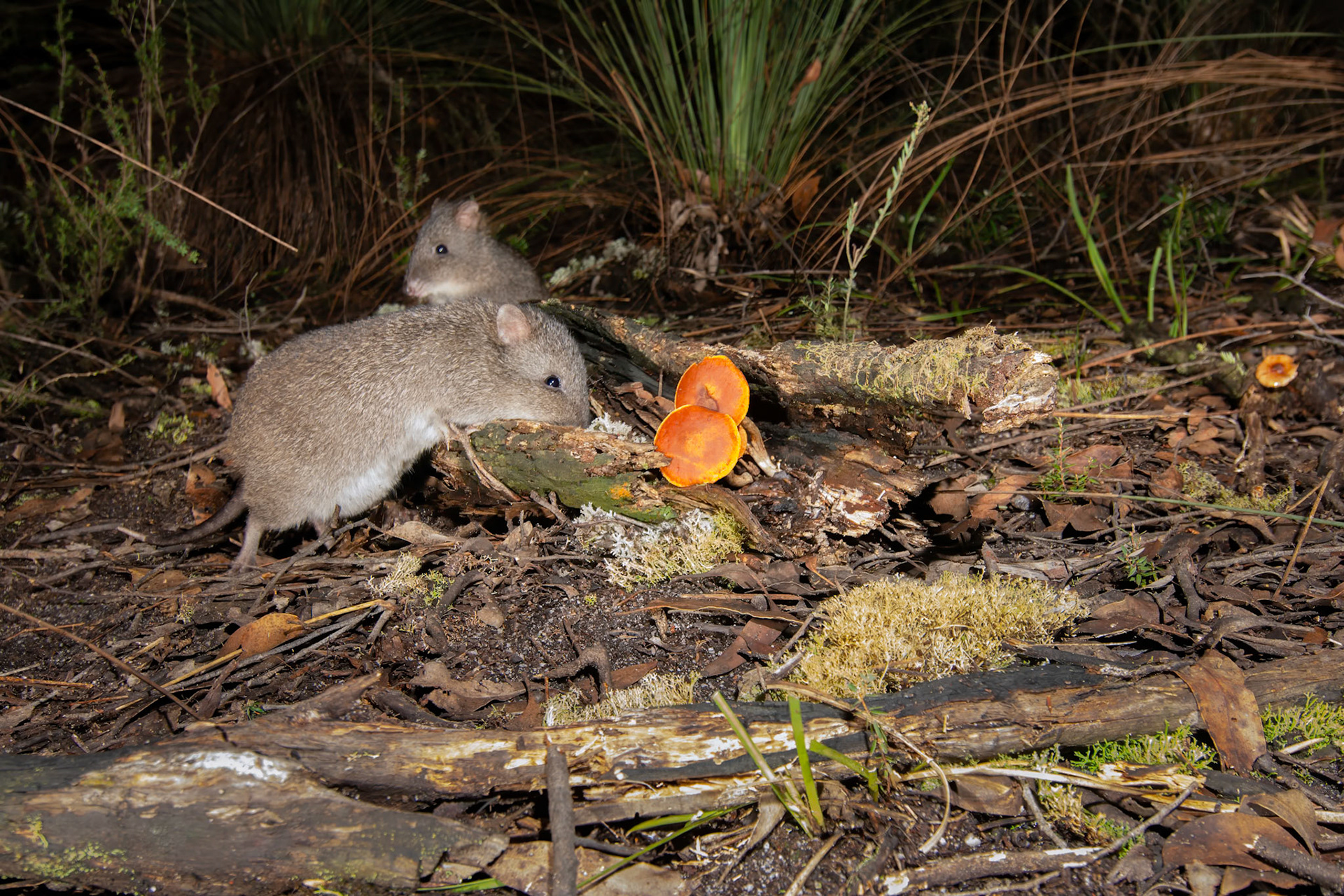 Long-nosed Potoroo
