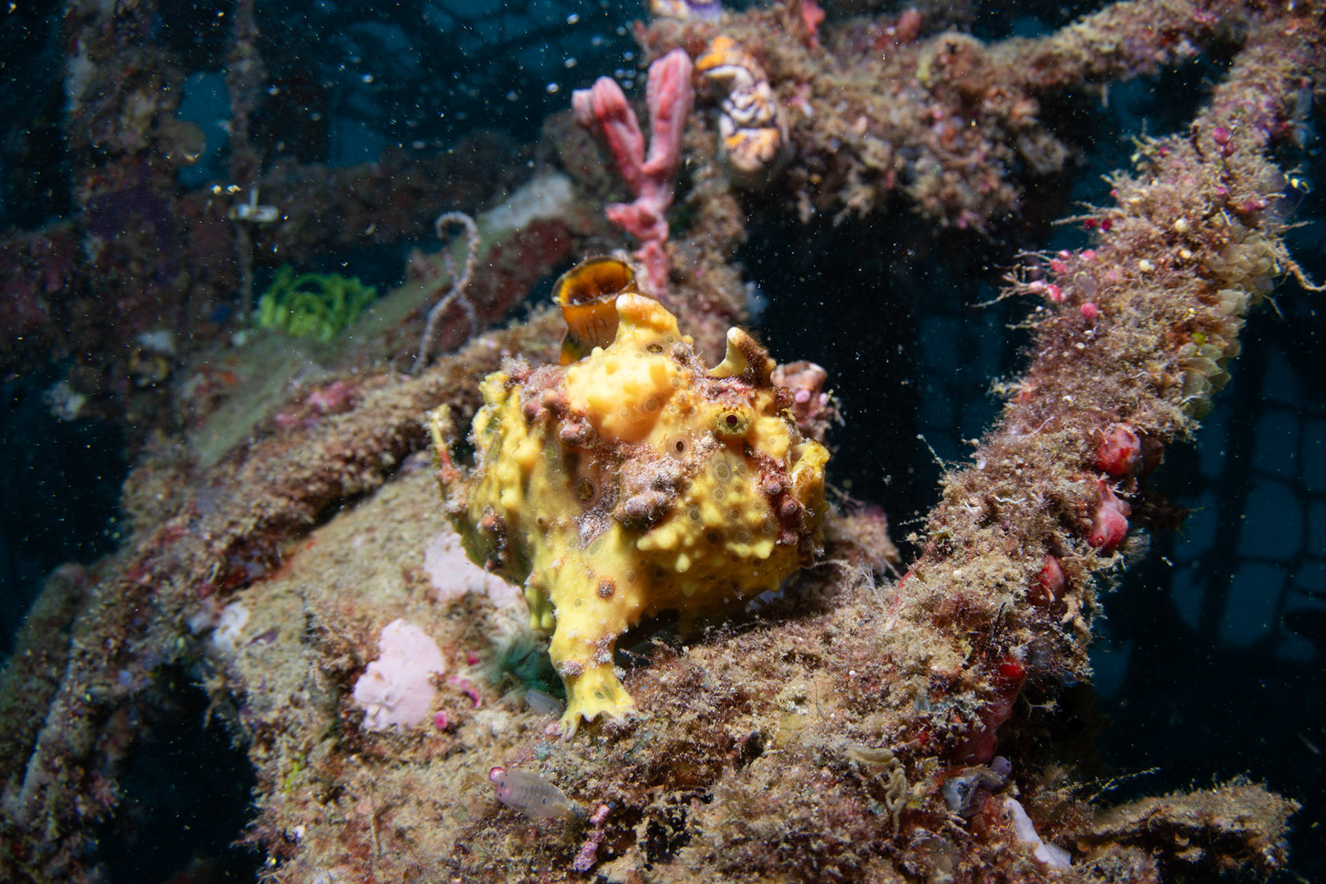 Frogfish