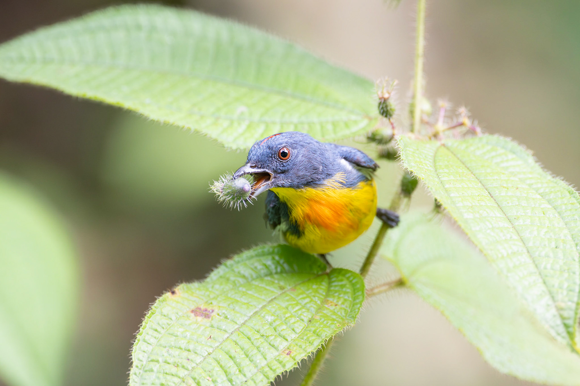 Yellow-rumped Flowerpecker
