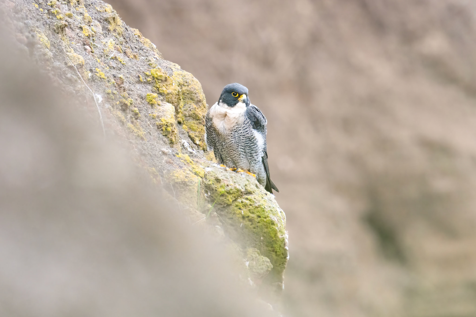 Peregrine falcon