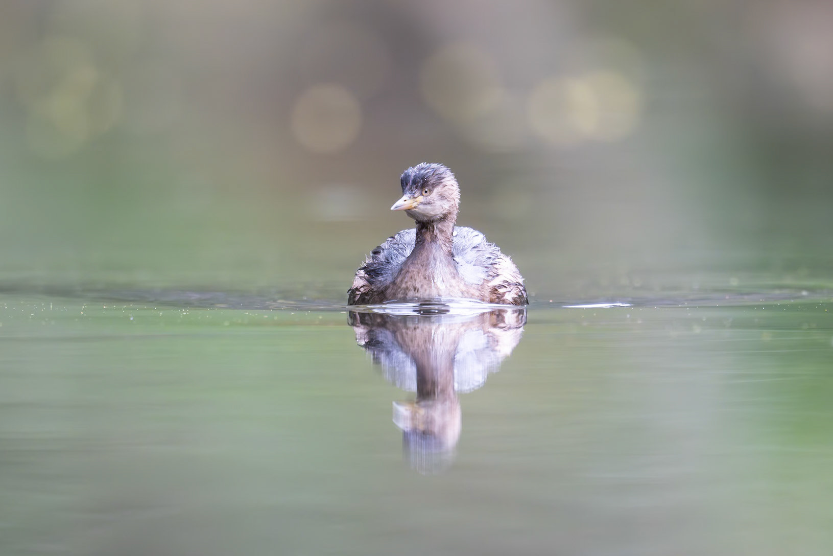 Hoary-headed Grebe