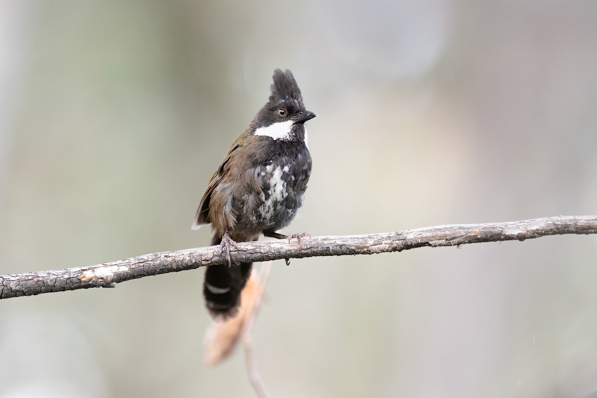 Eastern Whipbird