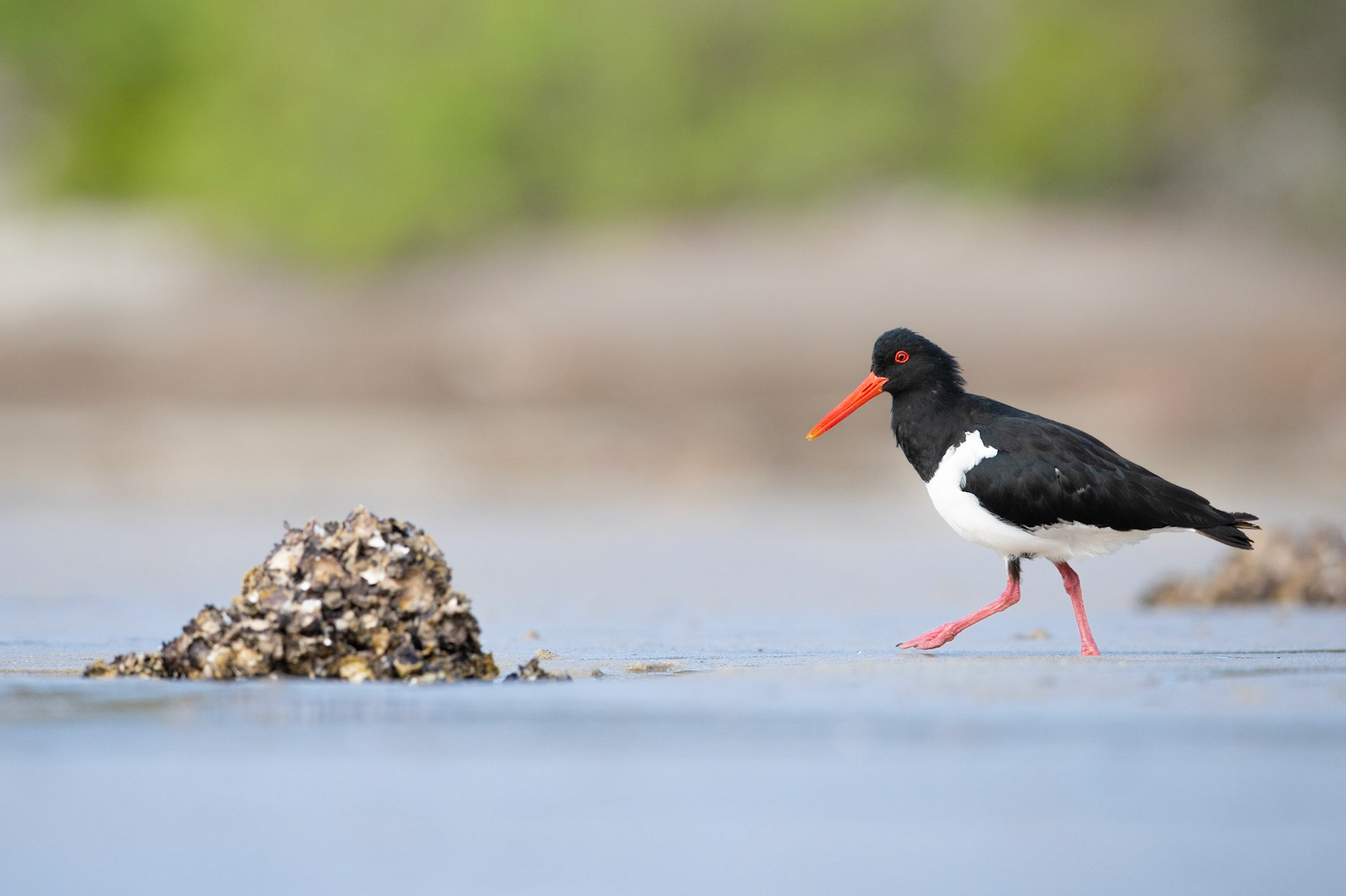 Pied Oyster Catcher