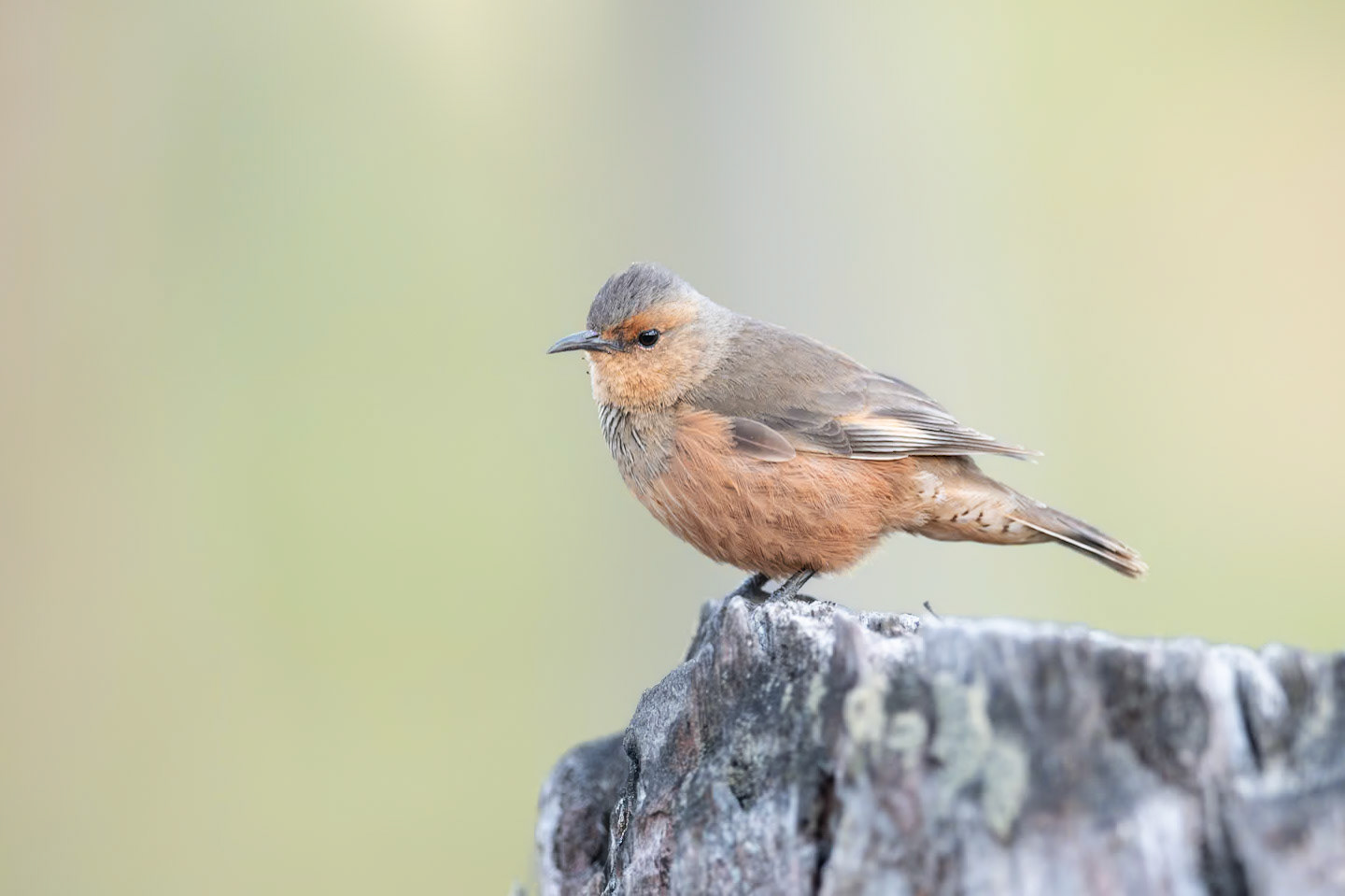 Rufous Treecreeper