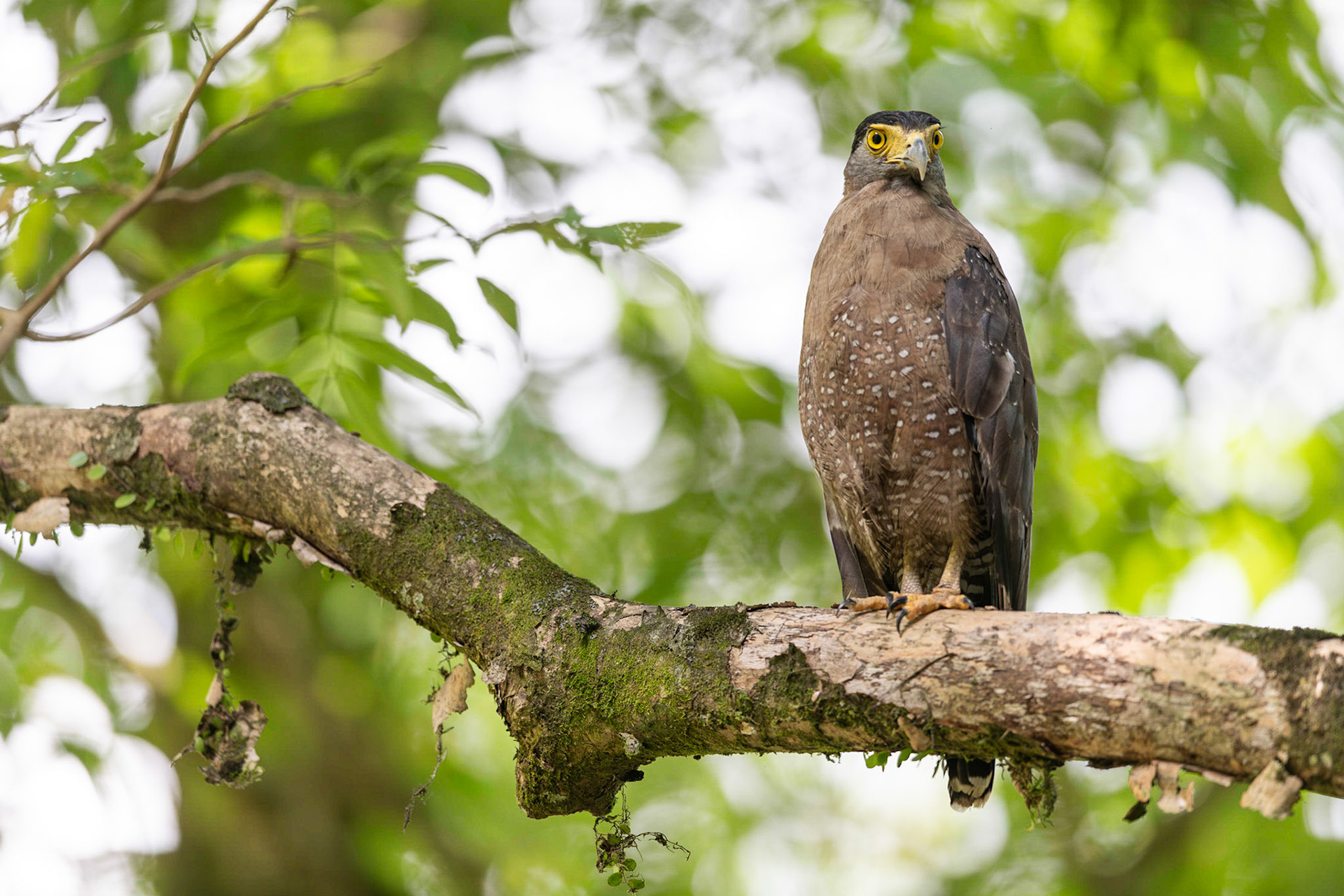 Crested Serpent Eagle