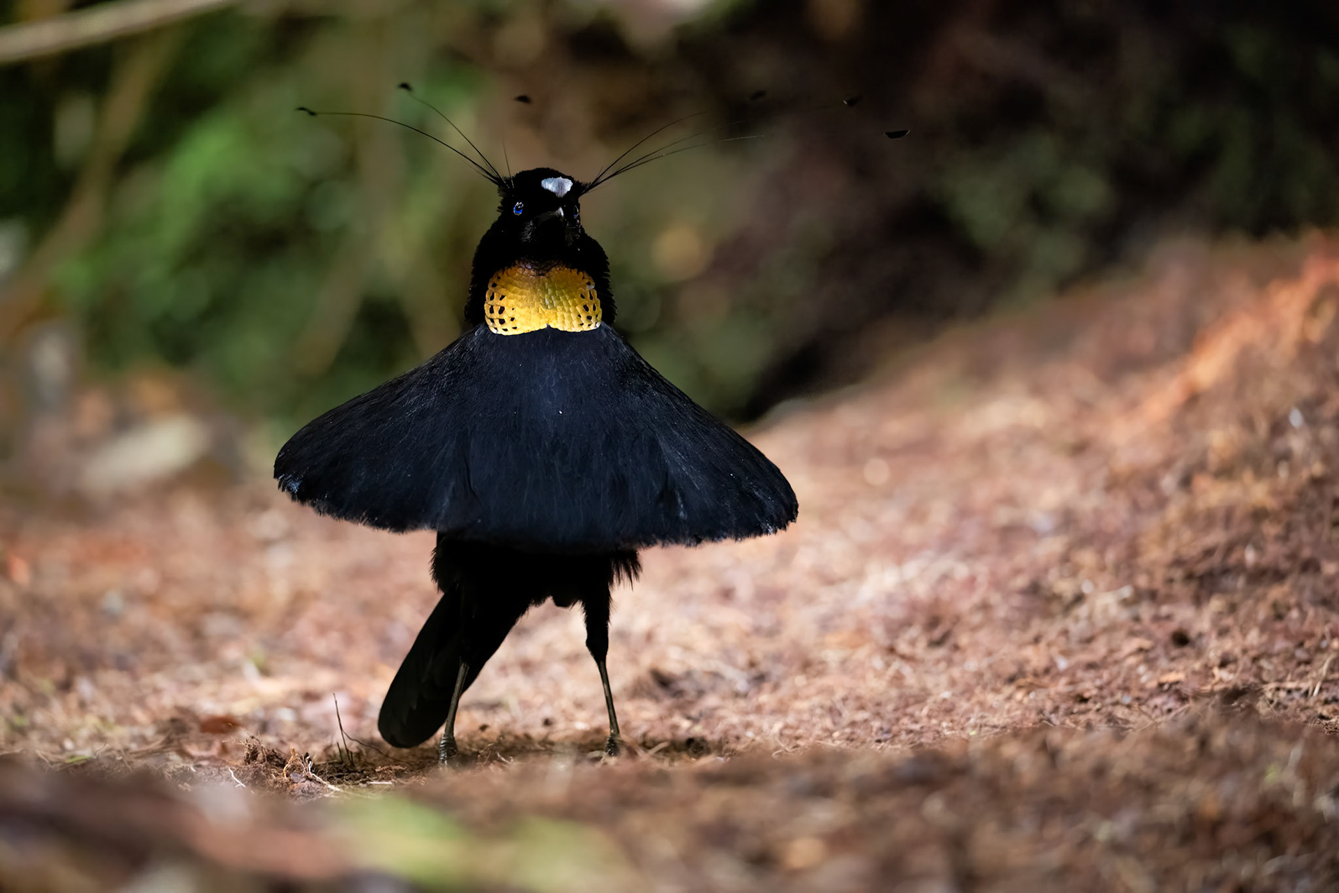 Western Parotia