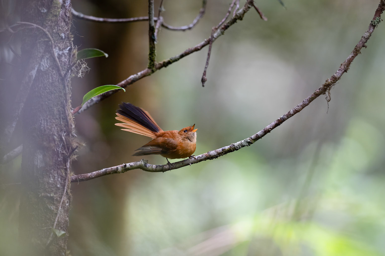 Rufous-backed Fantail