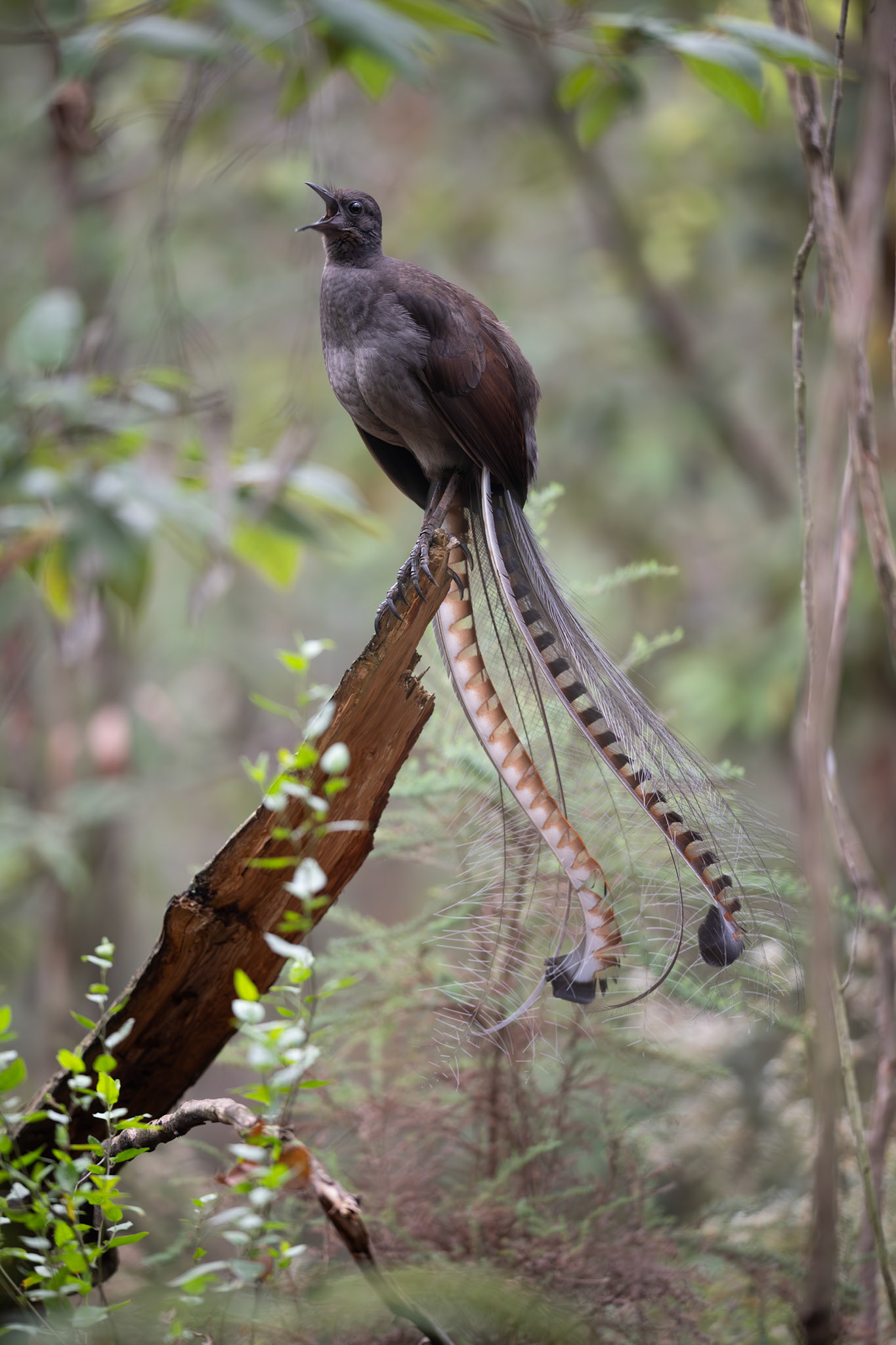 Supurb Lyrebird