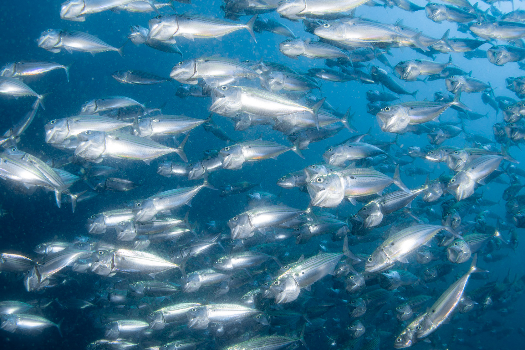 School of fish feeding