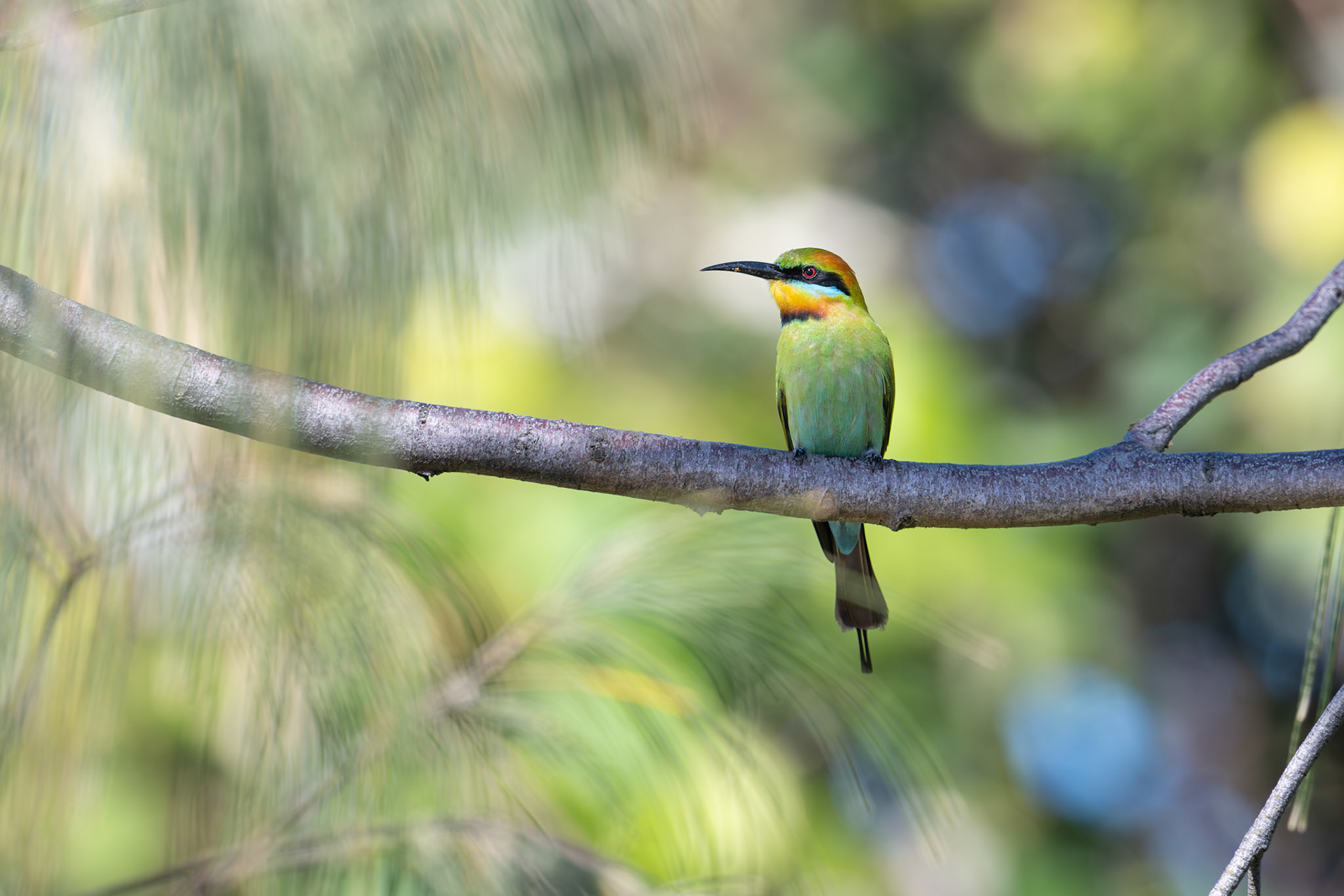 Rainbow Bee-eater